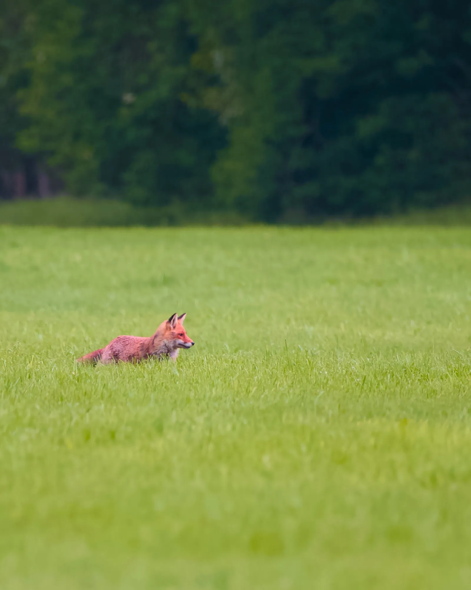 A red fox crouched in a tall grass meadow, alert and looking to the right, dark forest line in the background