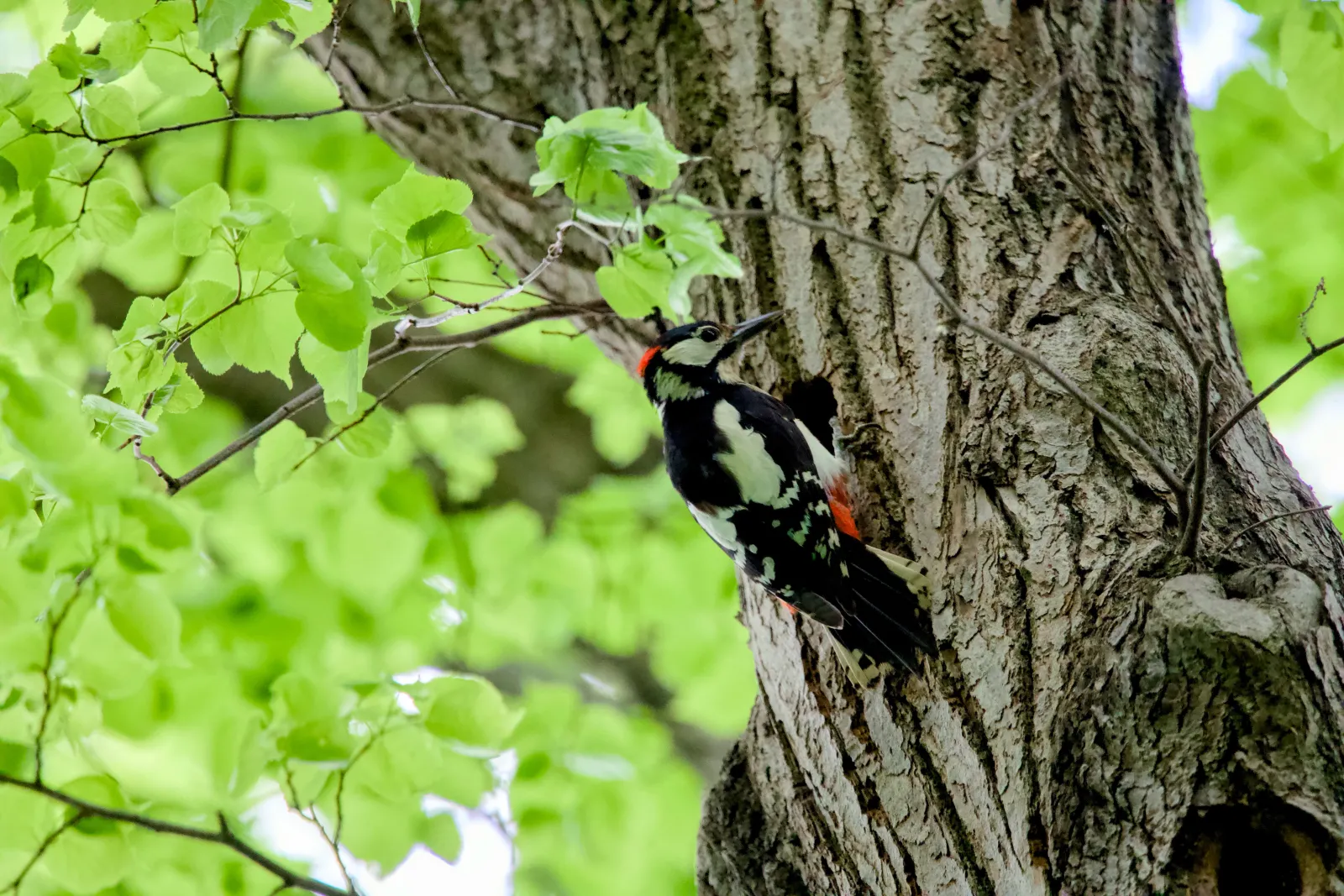 A great spotted woodpecker clinging to a tree trunk among green leaves