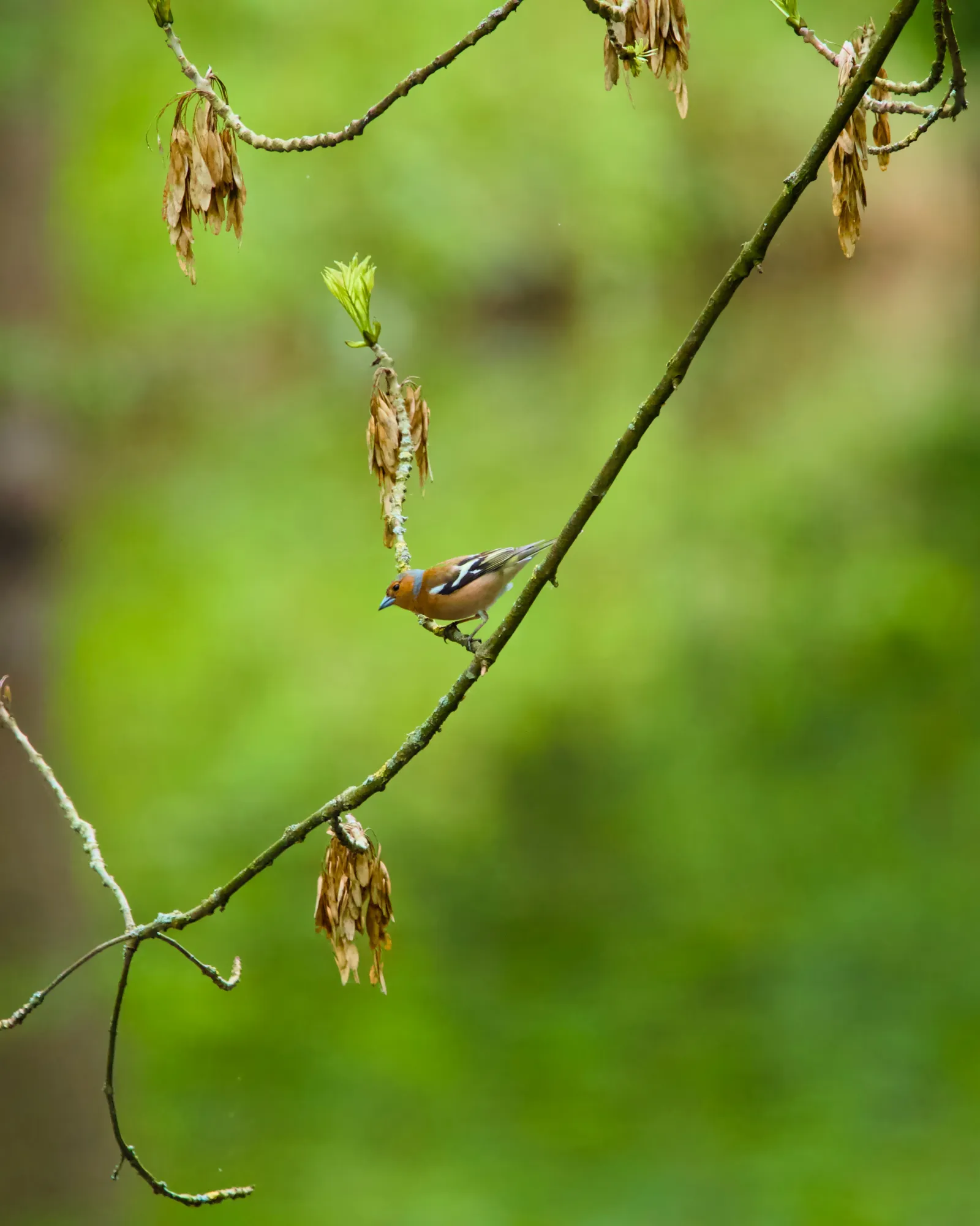 A male common chaffinch on a branch with dried seed clusters