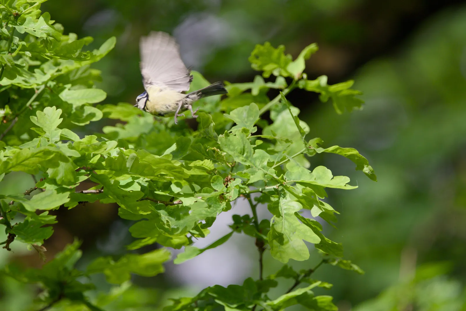 A Eurasian blue tit mid-flight above green oak leaves