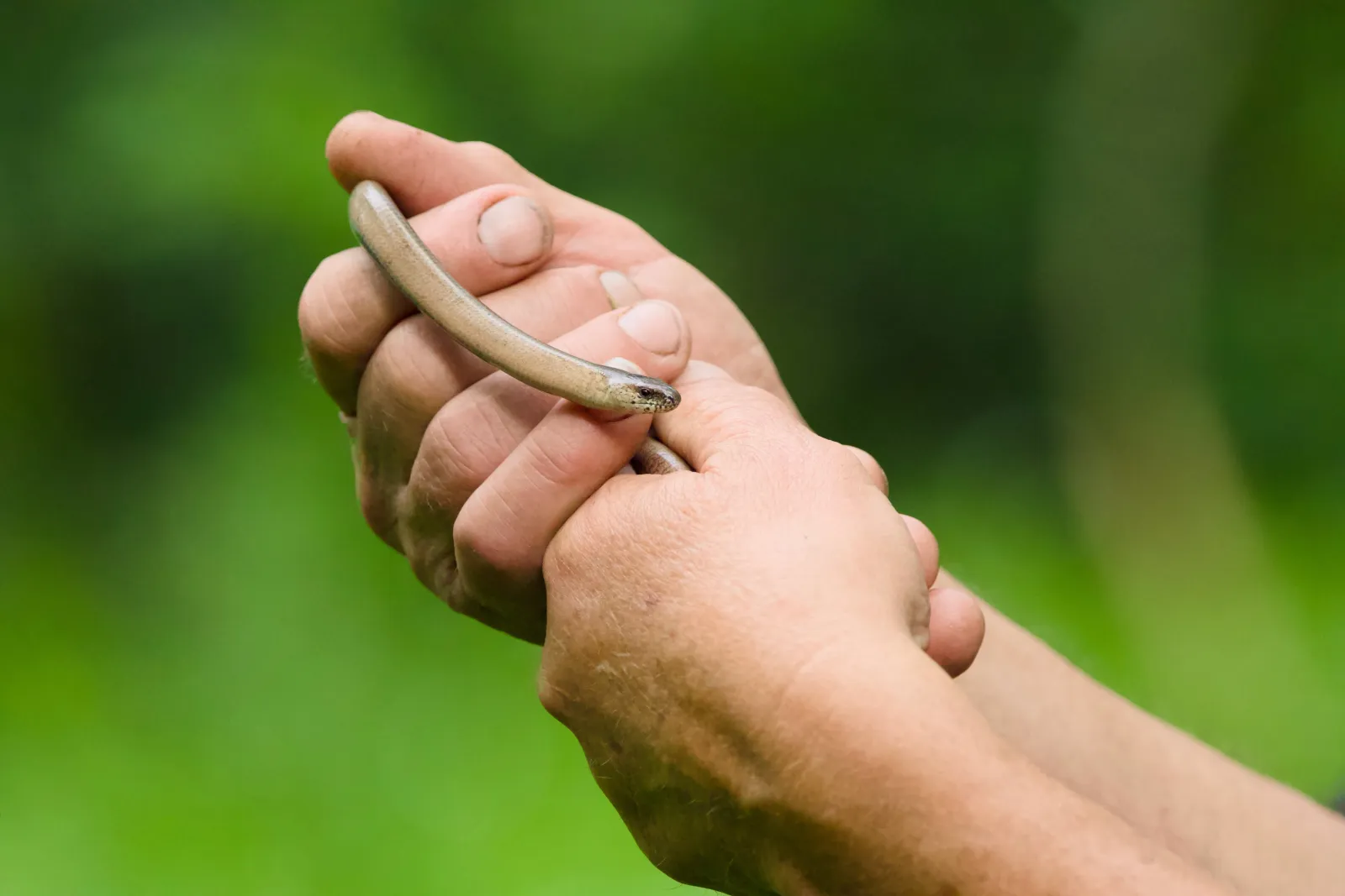 A slow worm coiled around a person's fingers, green background