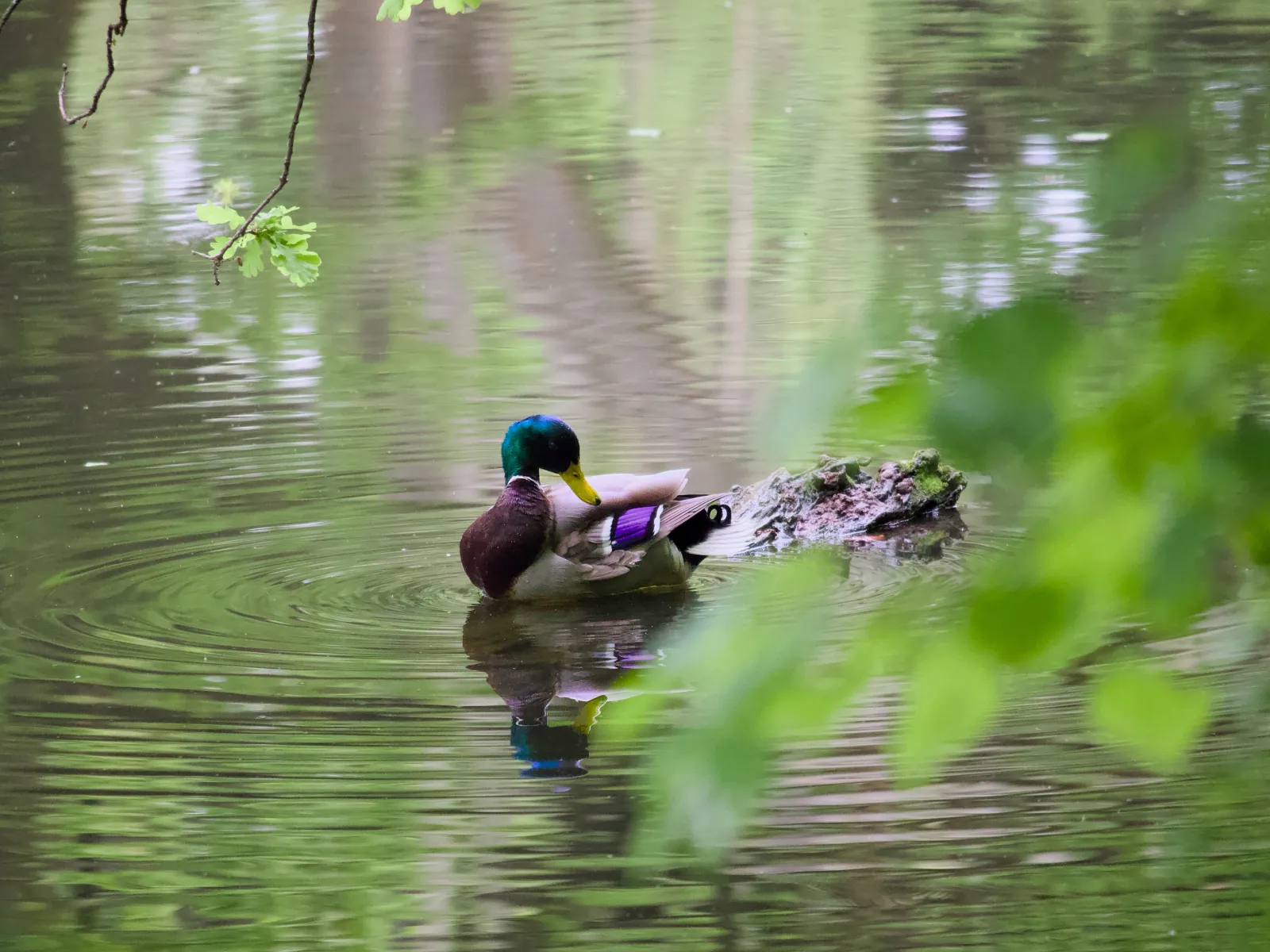 A male mallard on a still woodland pond