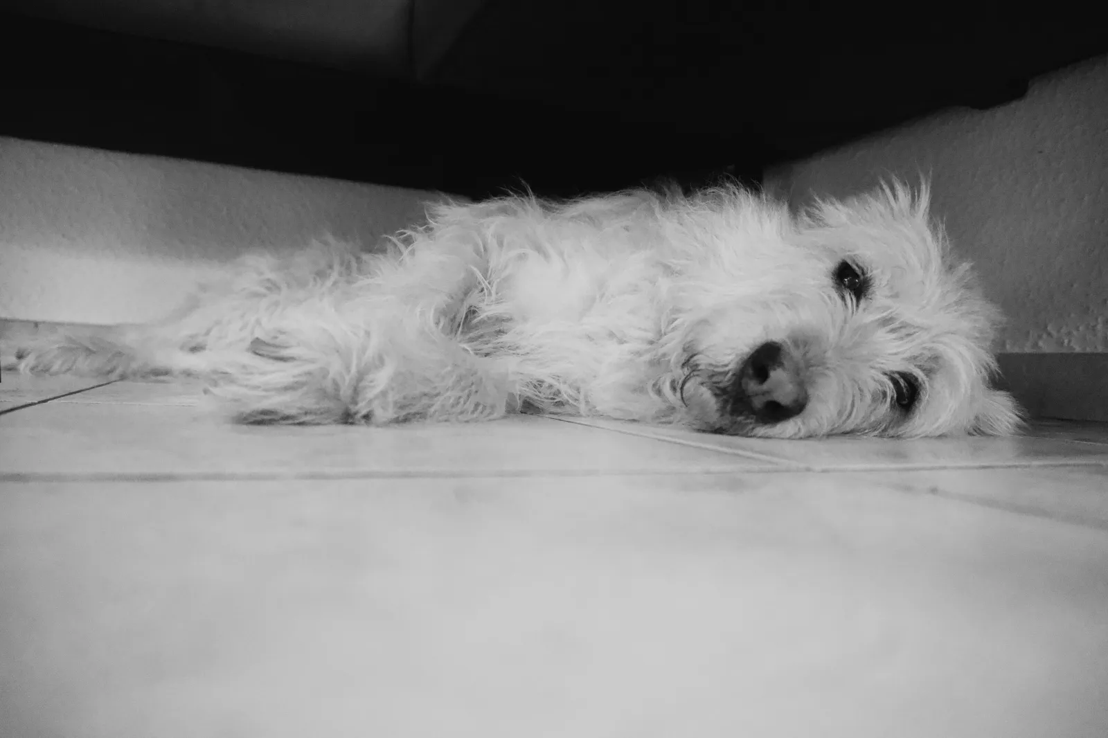 Black and white photo of Aika lying flat on the kitchen floor