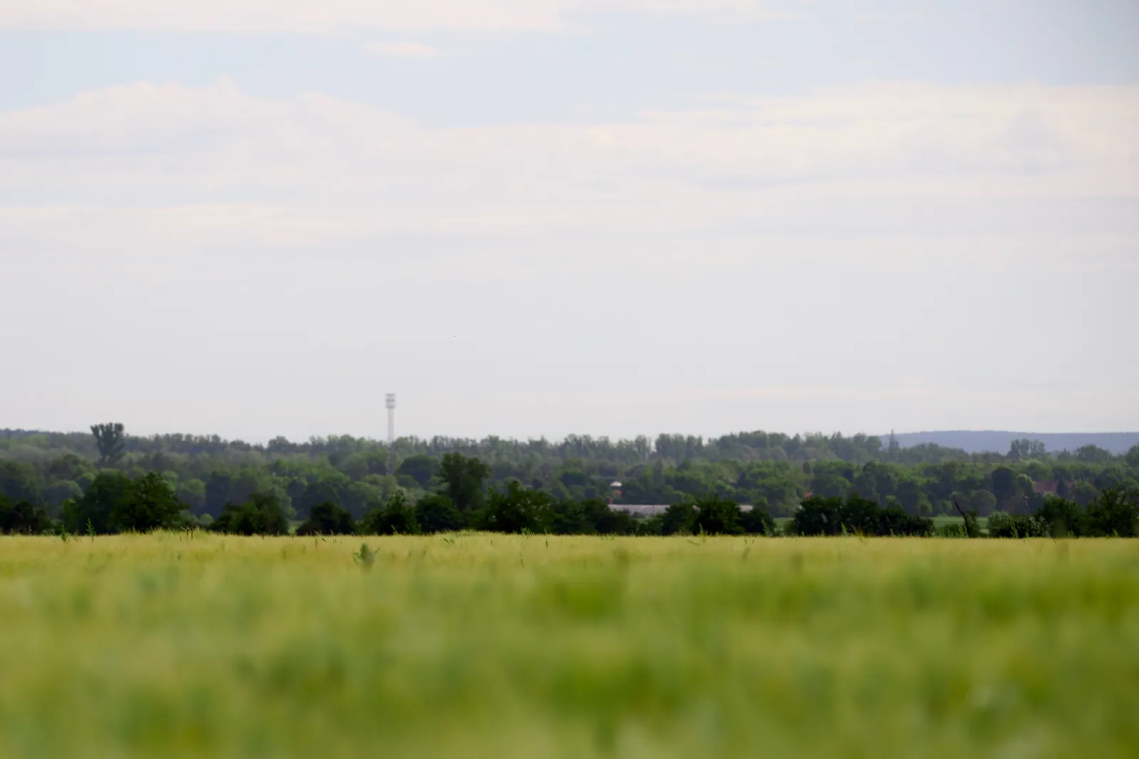 A green barley field under a hazy sky