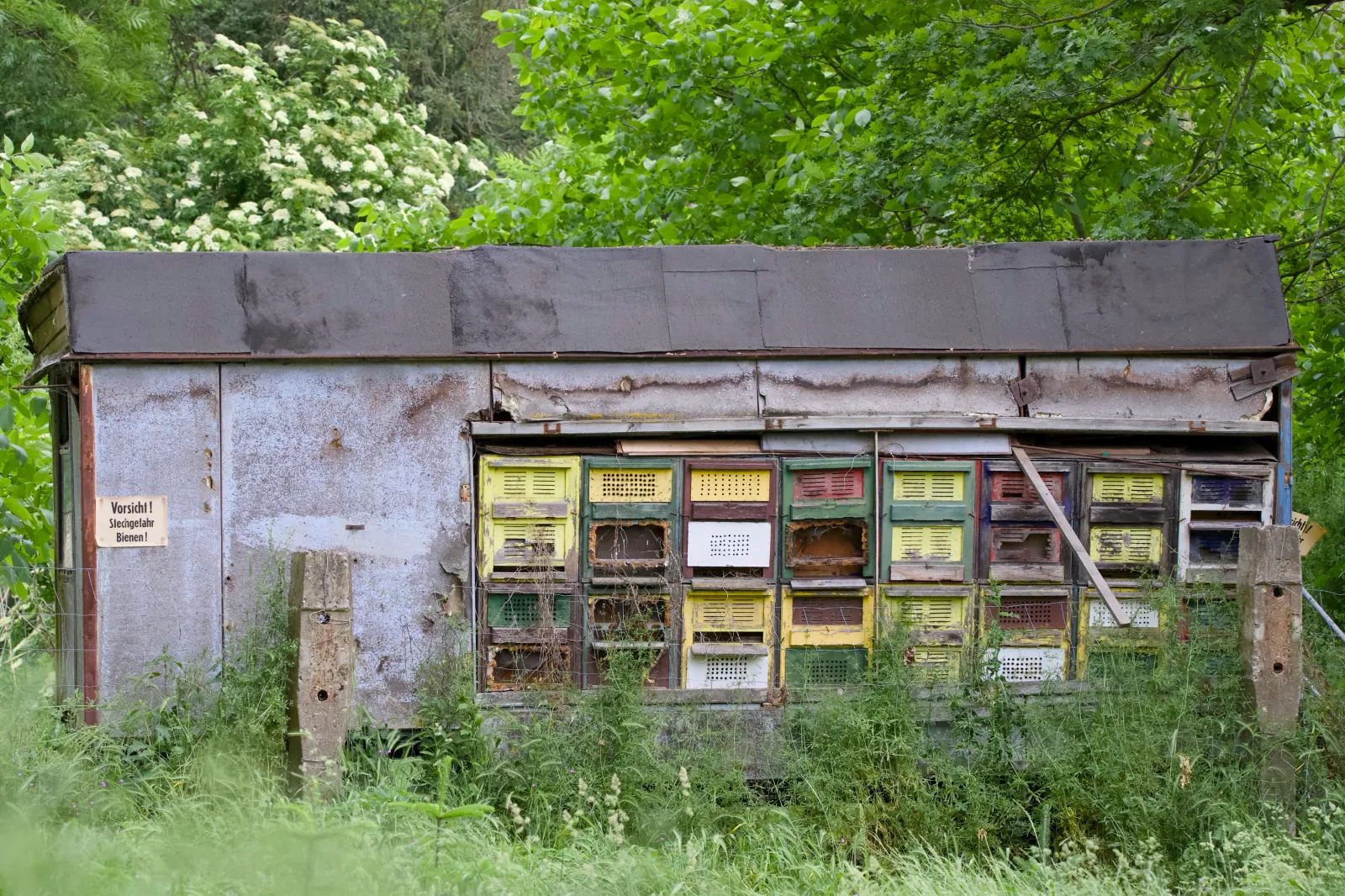 An old beekeeping trailer overgrown with greenery