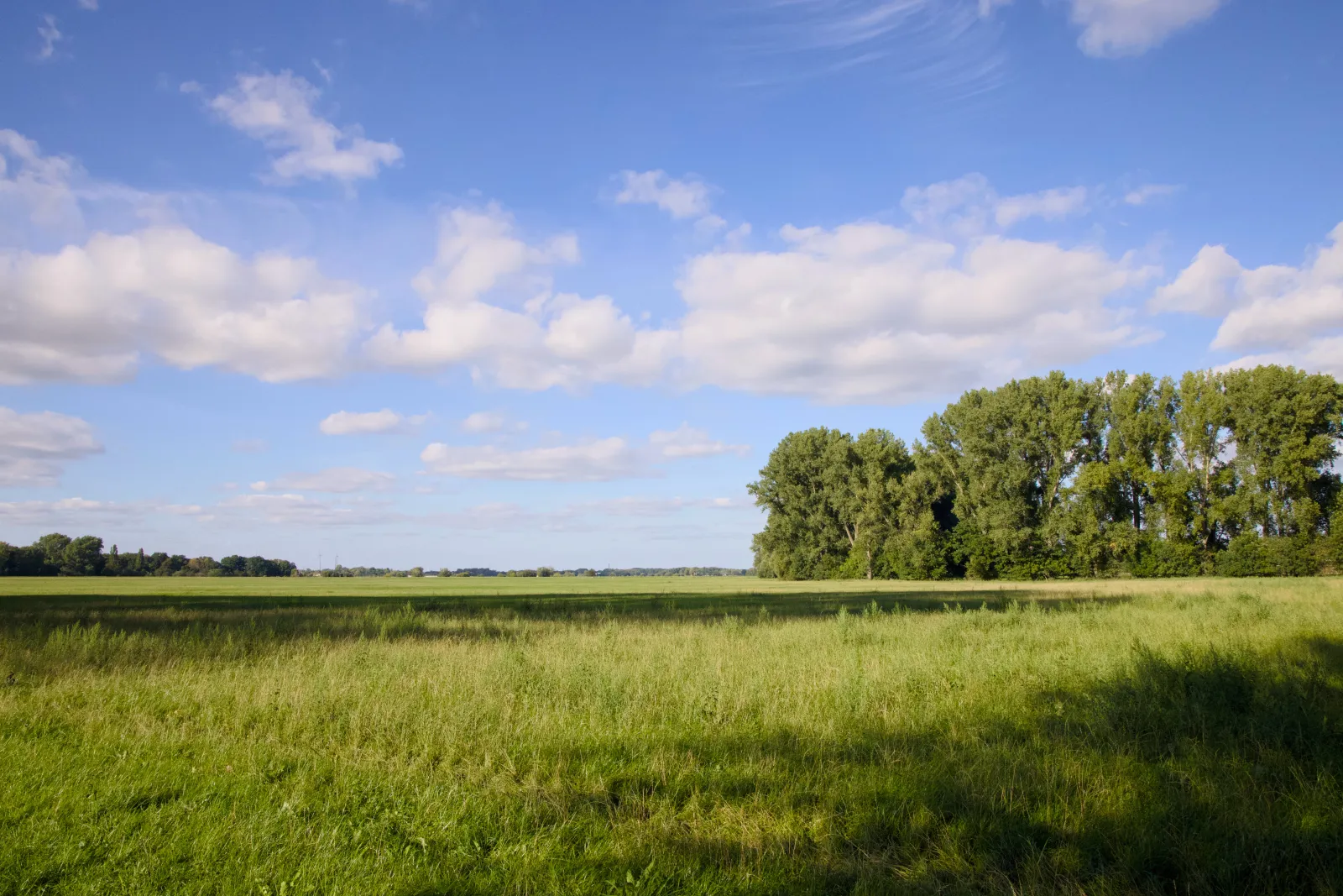 Green meadow with a group of tall poplars under a blue summer sky