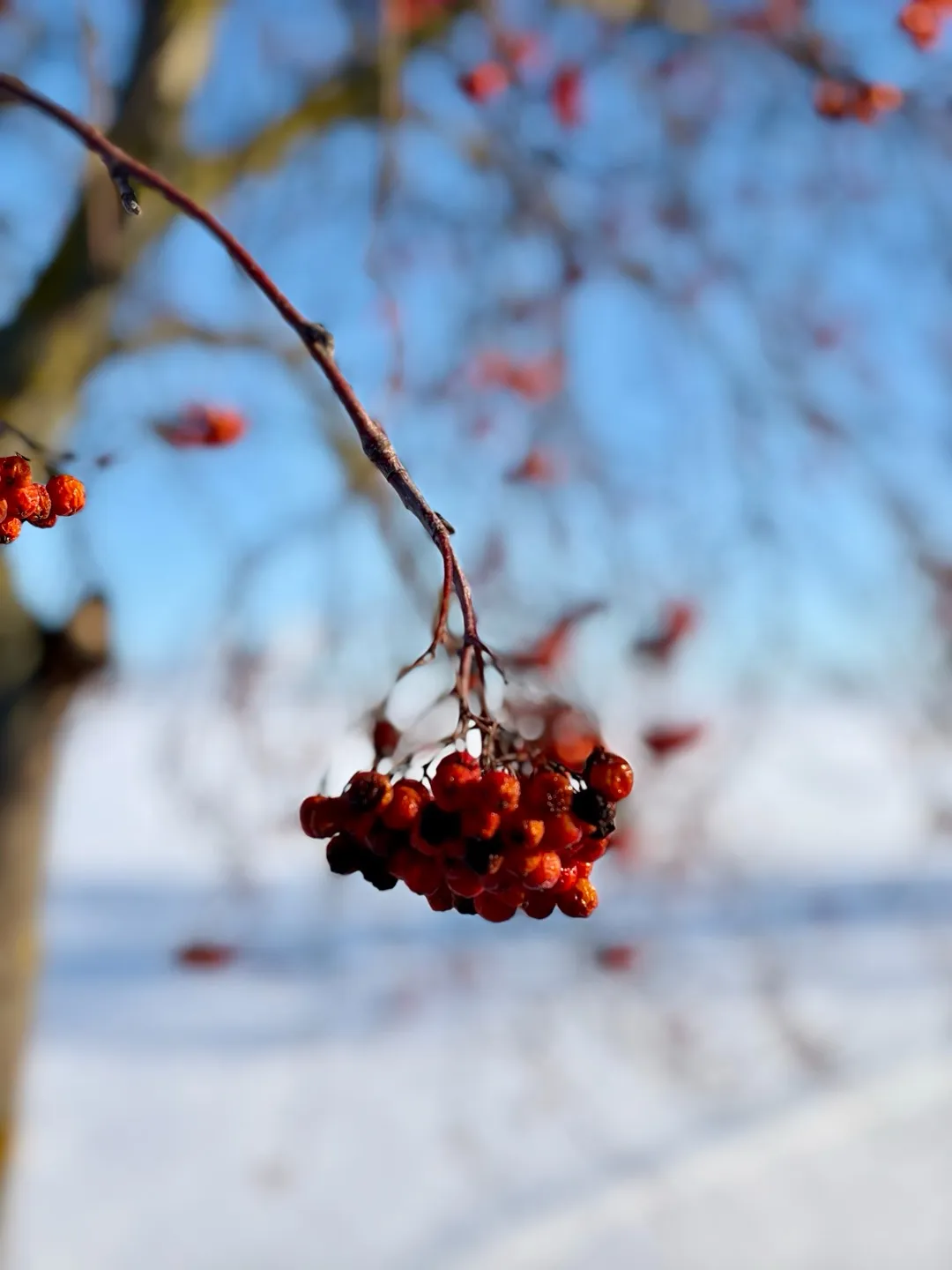Sorbus aucuparia
