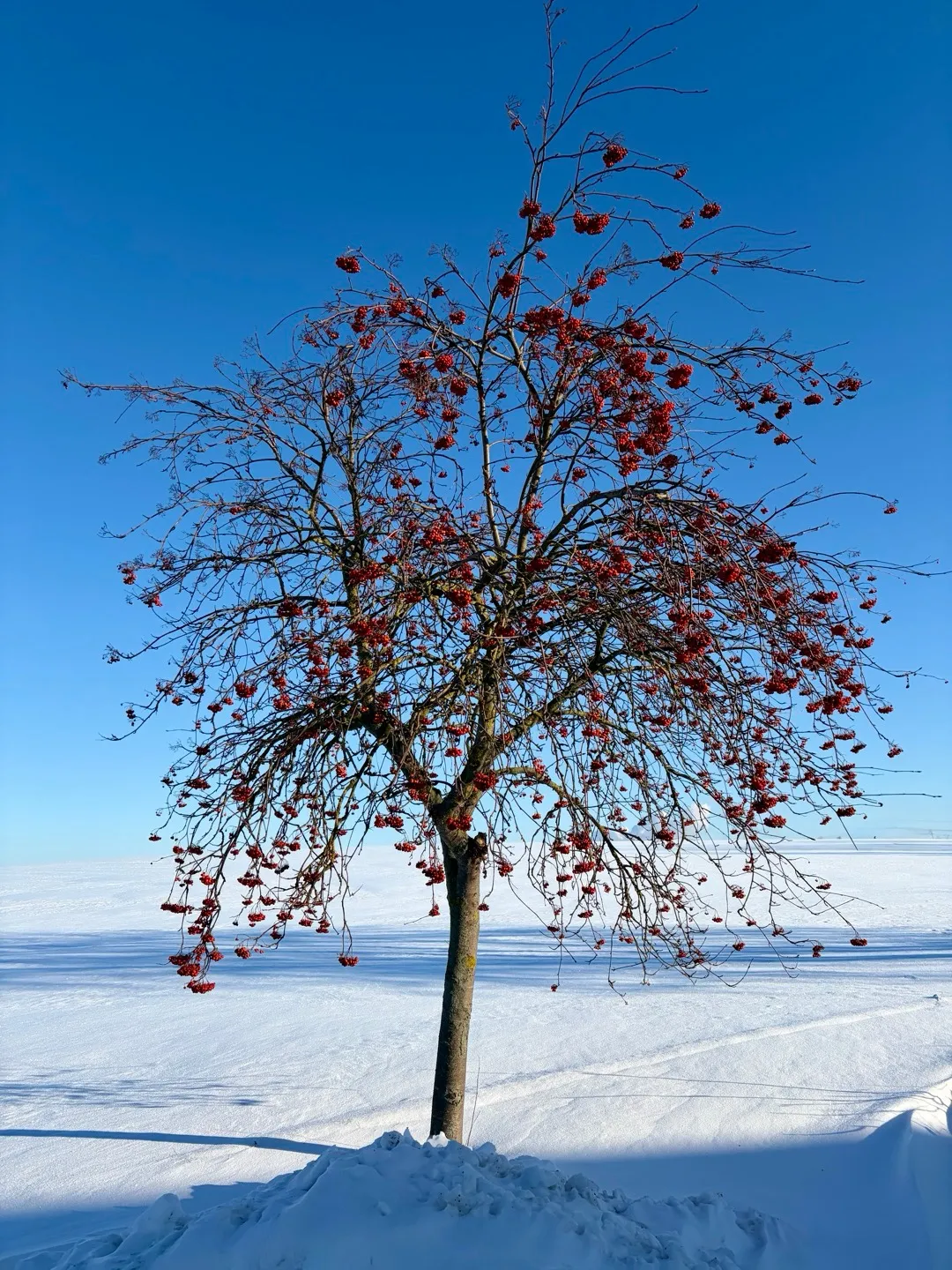 Sorbus aucuparia
