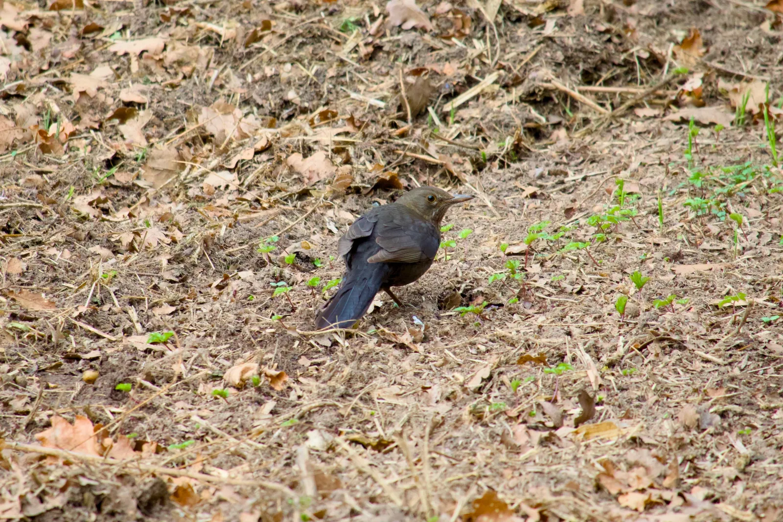 Female blackbird foraging on the ground among dry leaves
