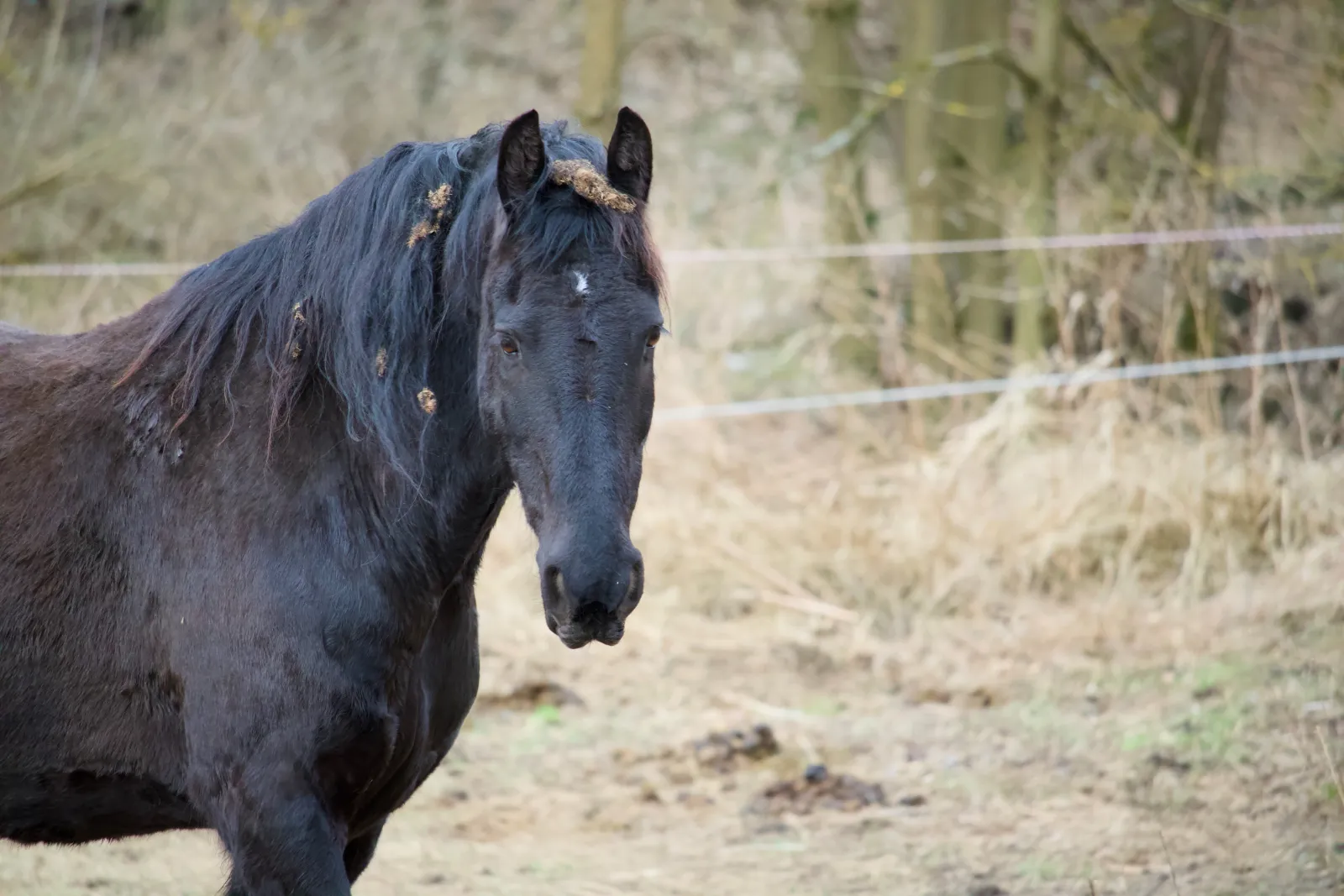 Black horse portrait behind a fence