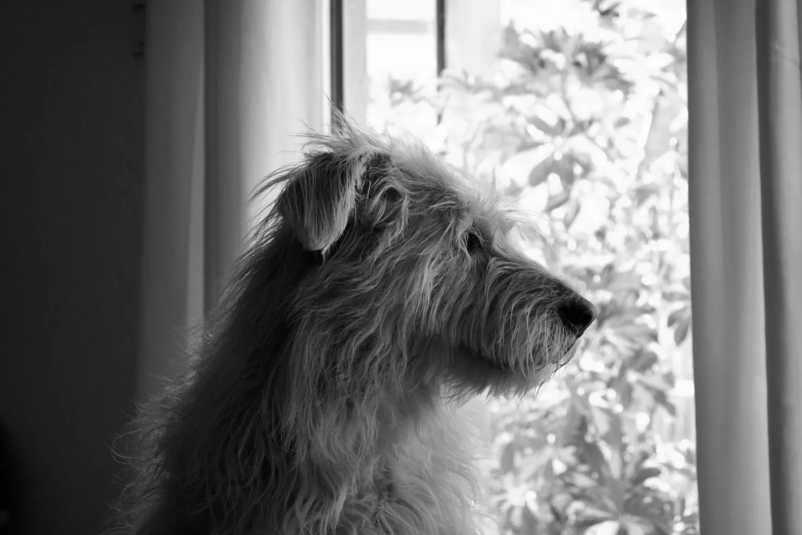 Aika the dog