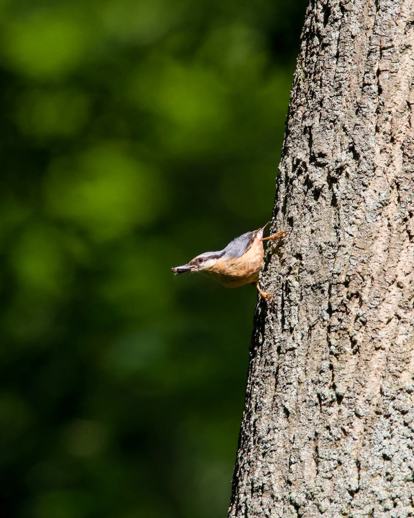 A Eurasian nuthatch clinging head-down to a tree trunk with food in its beak, blue-grey back and buff underparts, soft green background