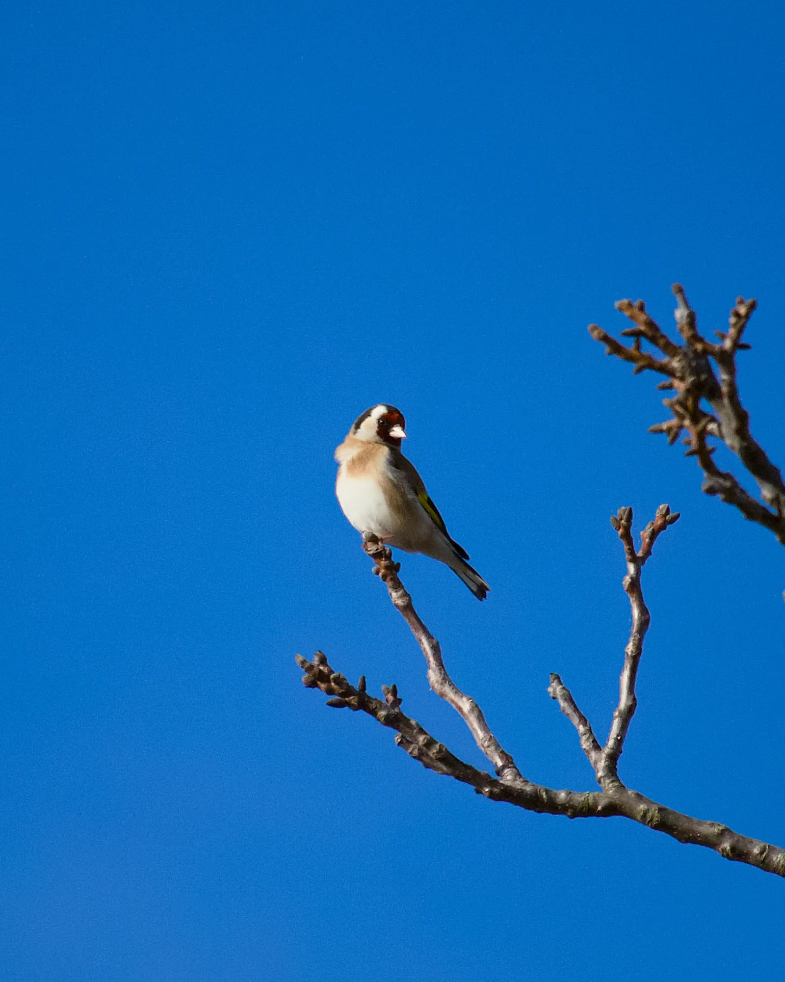 Goldfinch perched on a bare branch against a deep blue sky