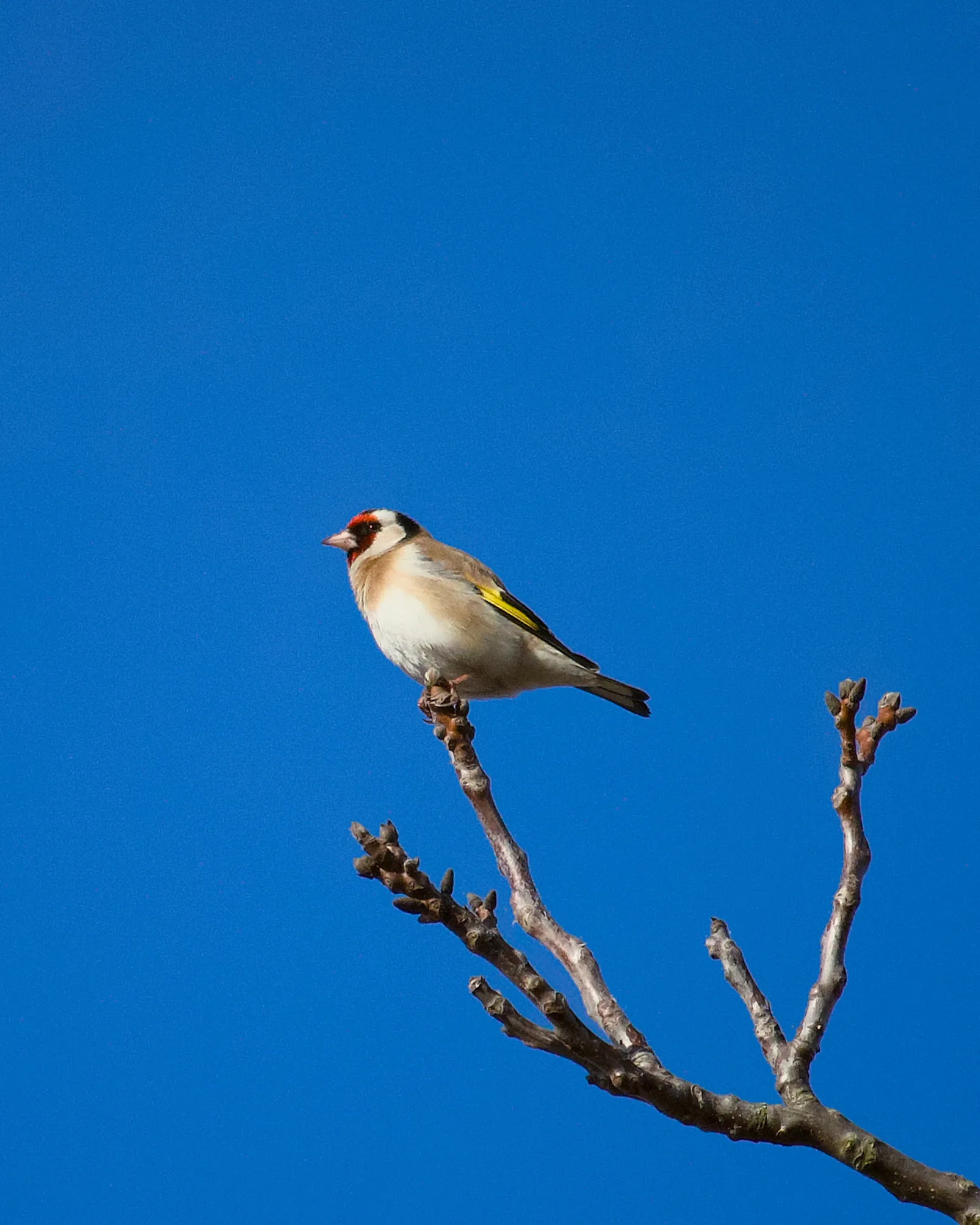 Goldfinch perched on a bare branch against a deep blue sky