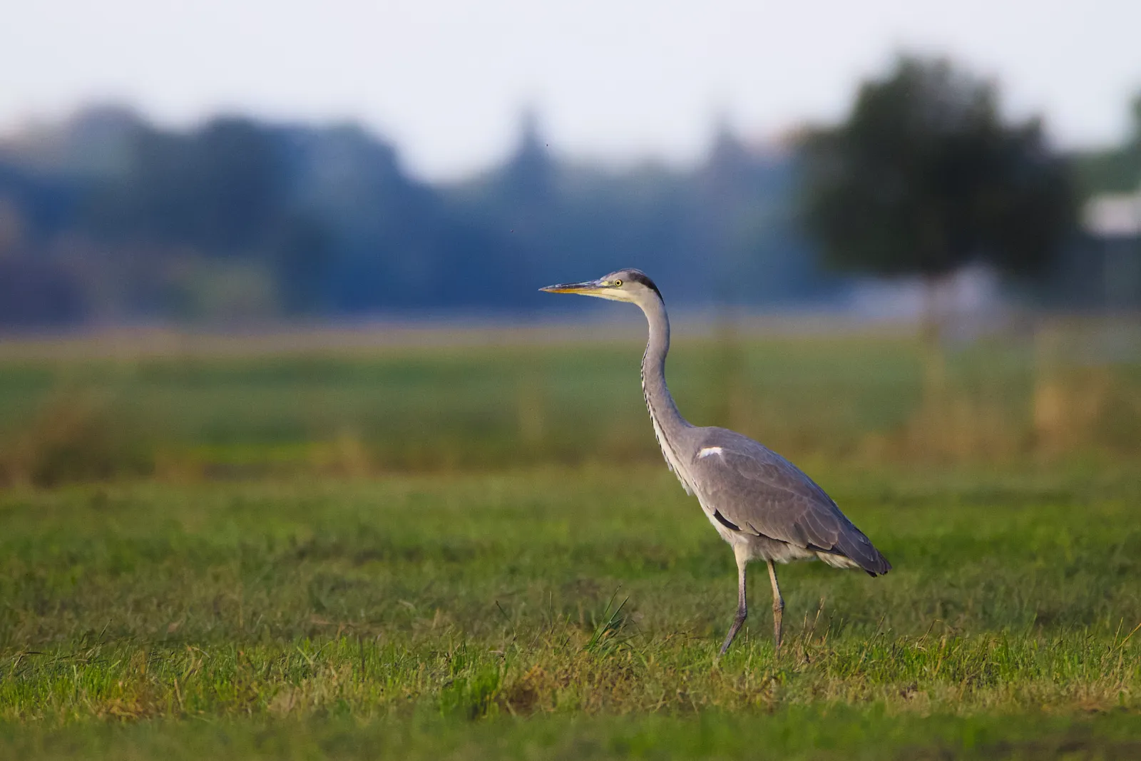 Grey heron standing in a meadow