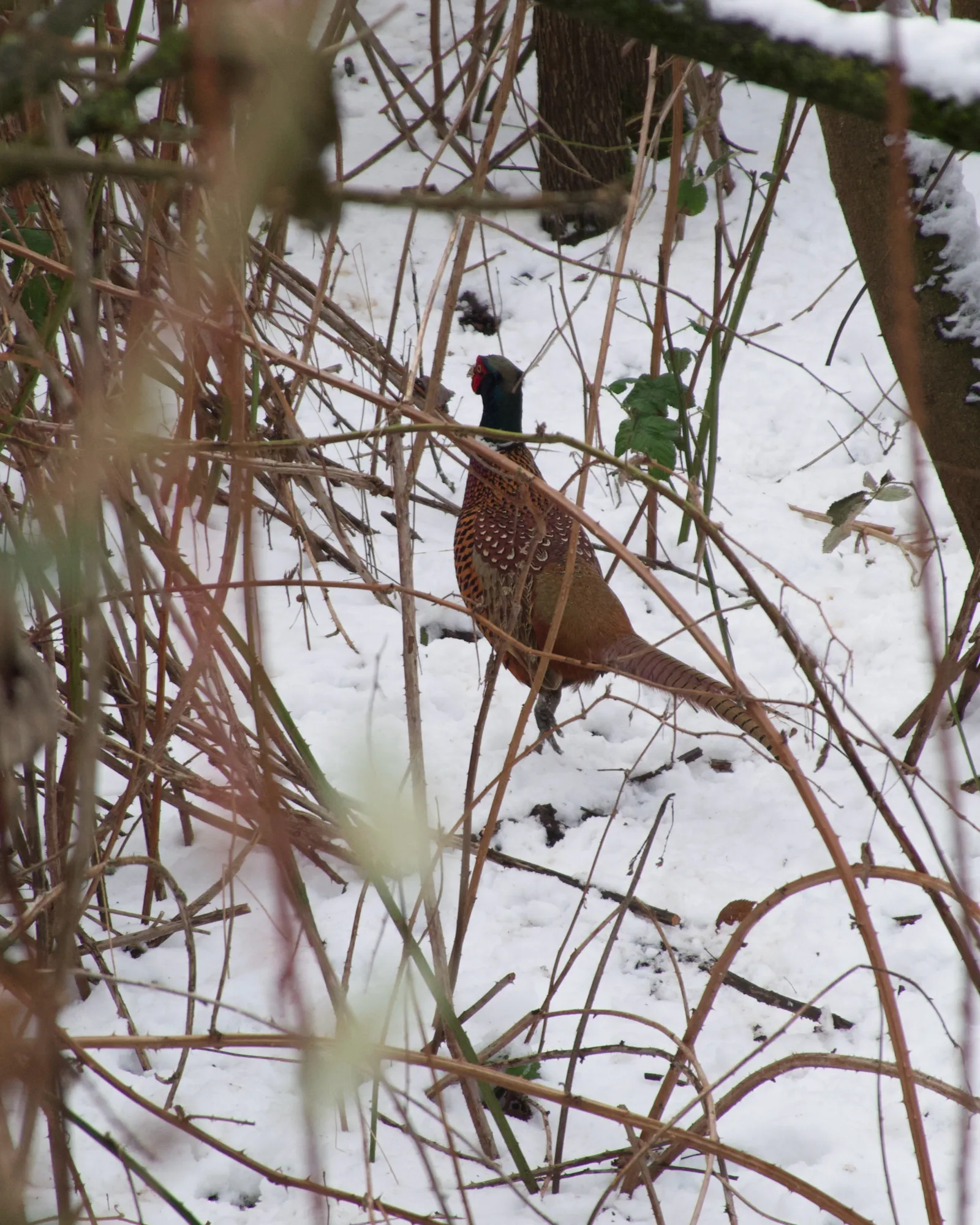 Pheasant