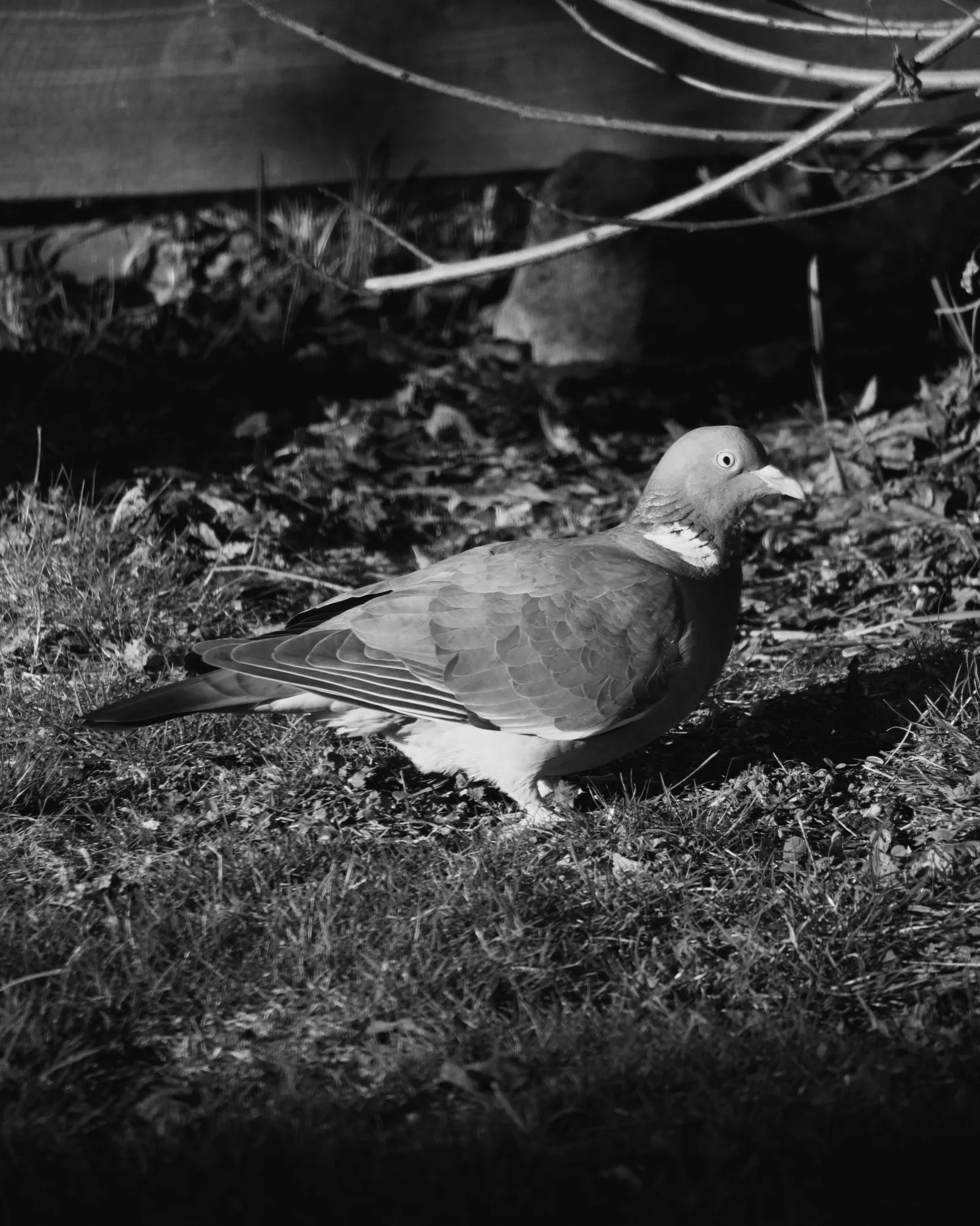 Pigeon