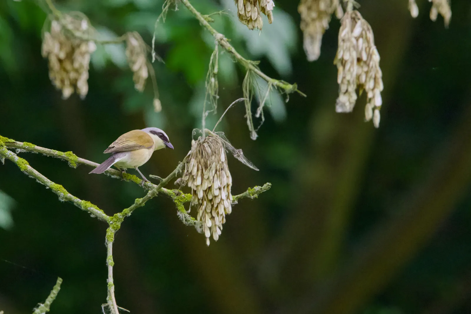 Male red-backed shrike perched on a mossy branch