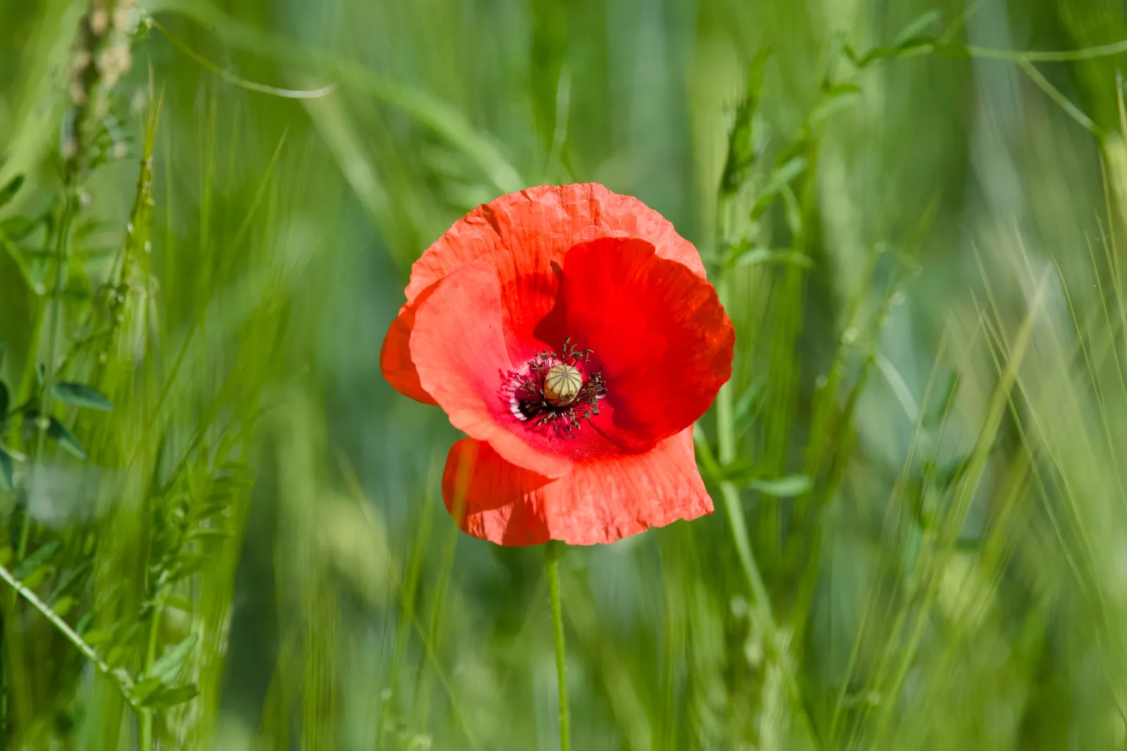 A single red common poppy in full bloom among green, unripe grain stalks, with a soft blurred field background