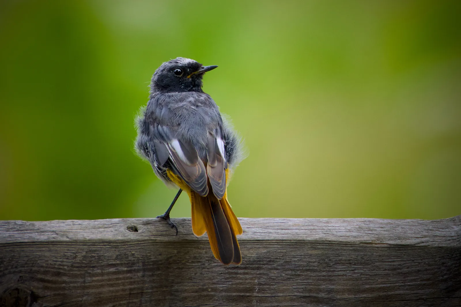 Male black redstart perched on a wooden fence rail