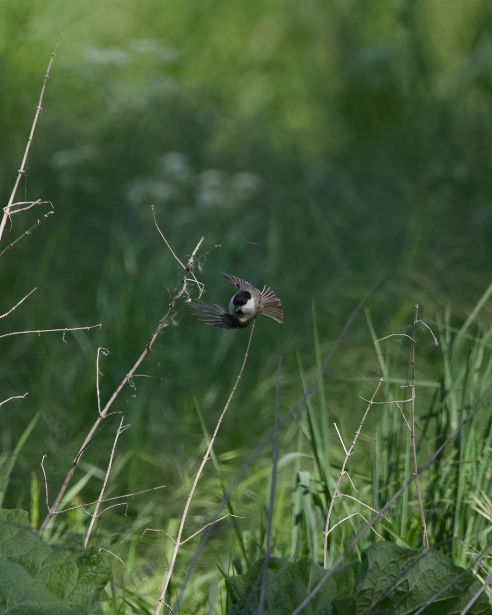 A small marsh tit in flight just above tall green grass and dried plant stems, wings spread mid-air, black cap and bib visible