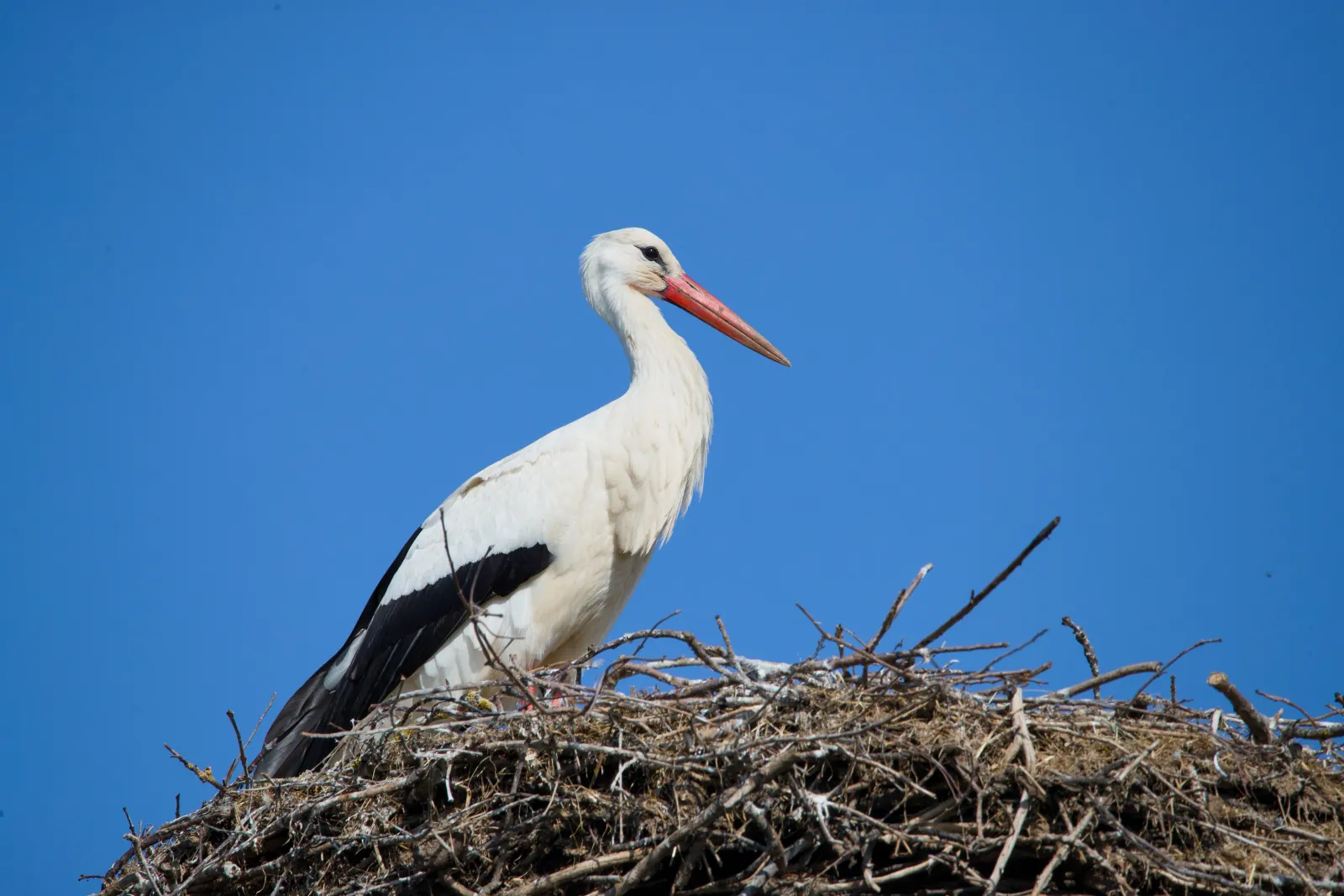 White stork in profile on its nest against a blue sky