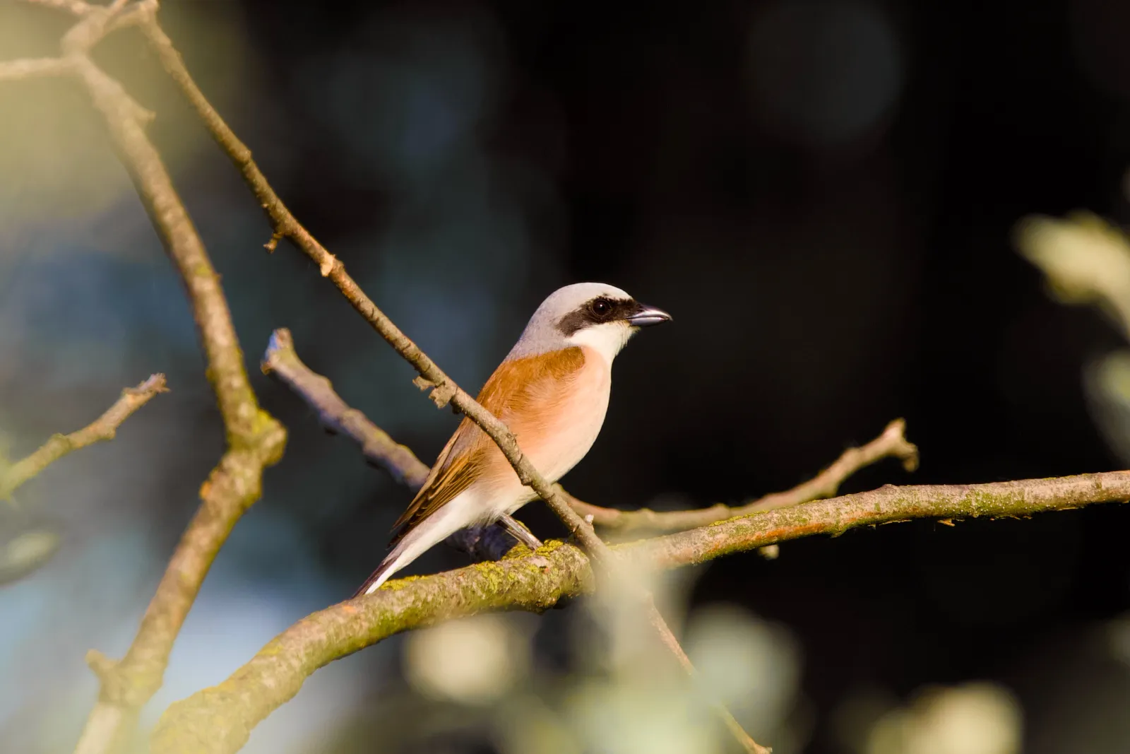 Male red-backed shrike perched on a thin branch