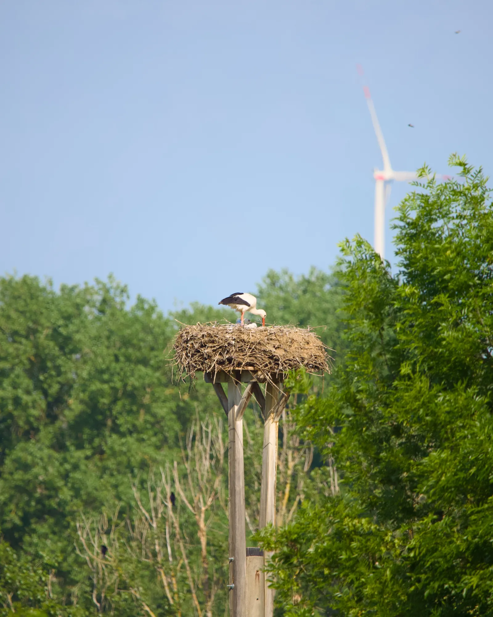 White stork tending its stick nest on a wooden pole, a wind turbine behind