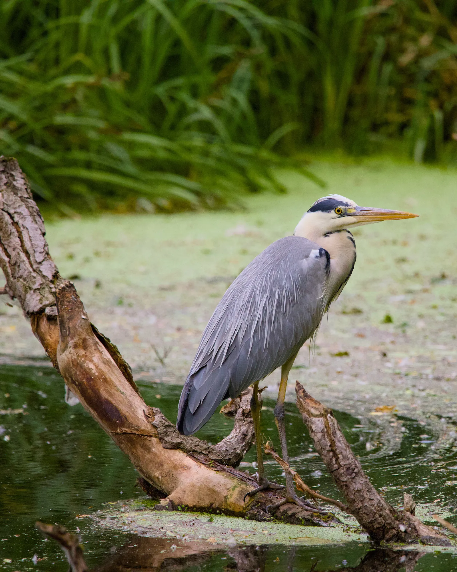 Grey heron standing on a fallen log over a duckweed-covered pond