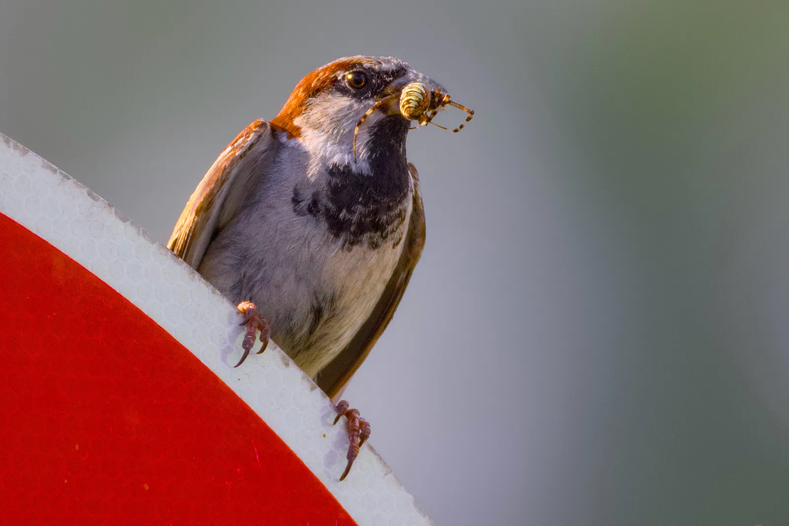 Male house sparrow on a traffic sign with a wasp spider in its beak