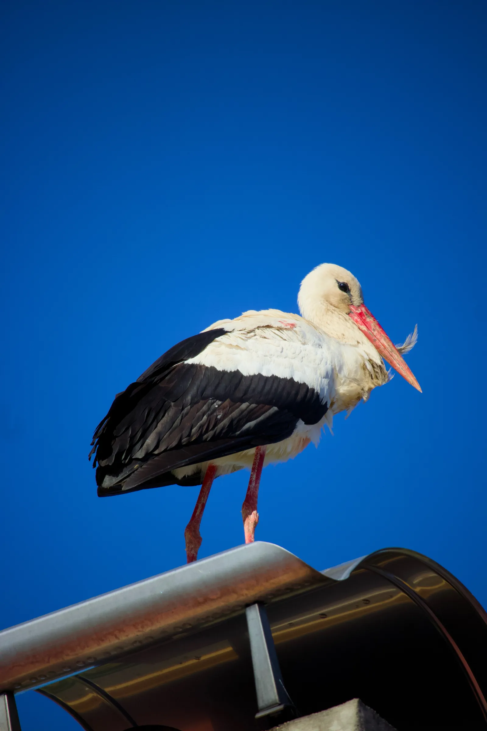 A stork on a rooftop