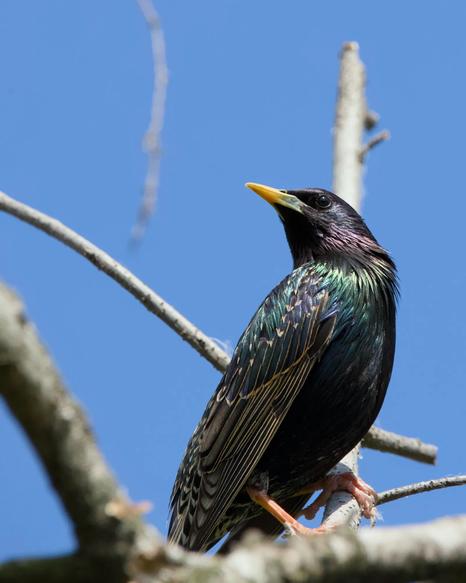 Starling in iridescent breeding plumage perched on a bare branch against a blue sky