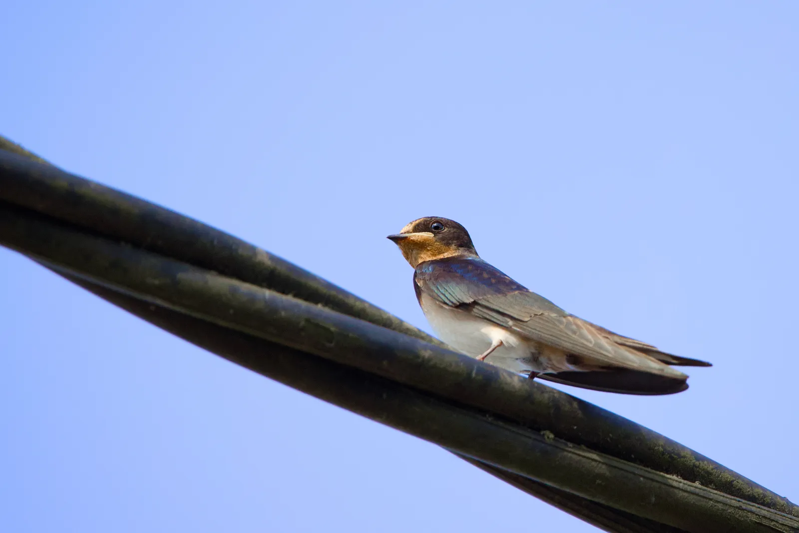 Barn swallow perched on a wire against a blue sky