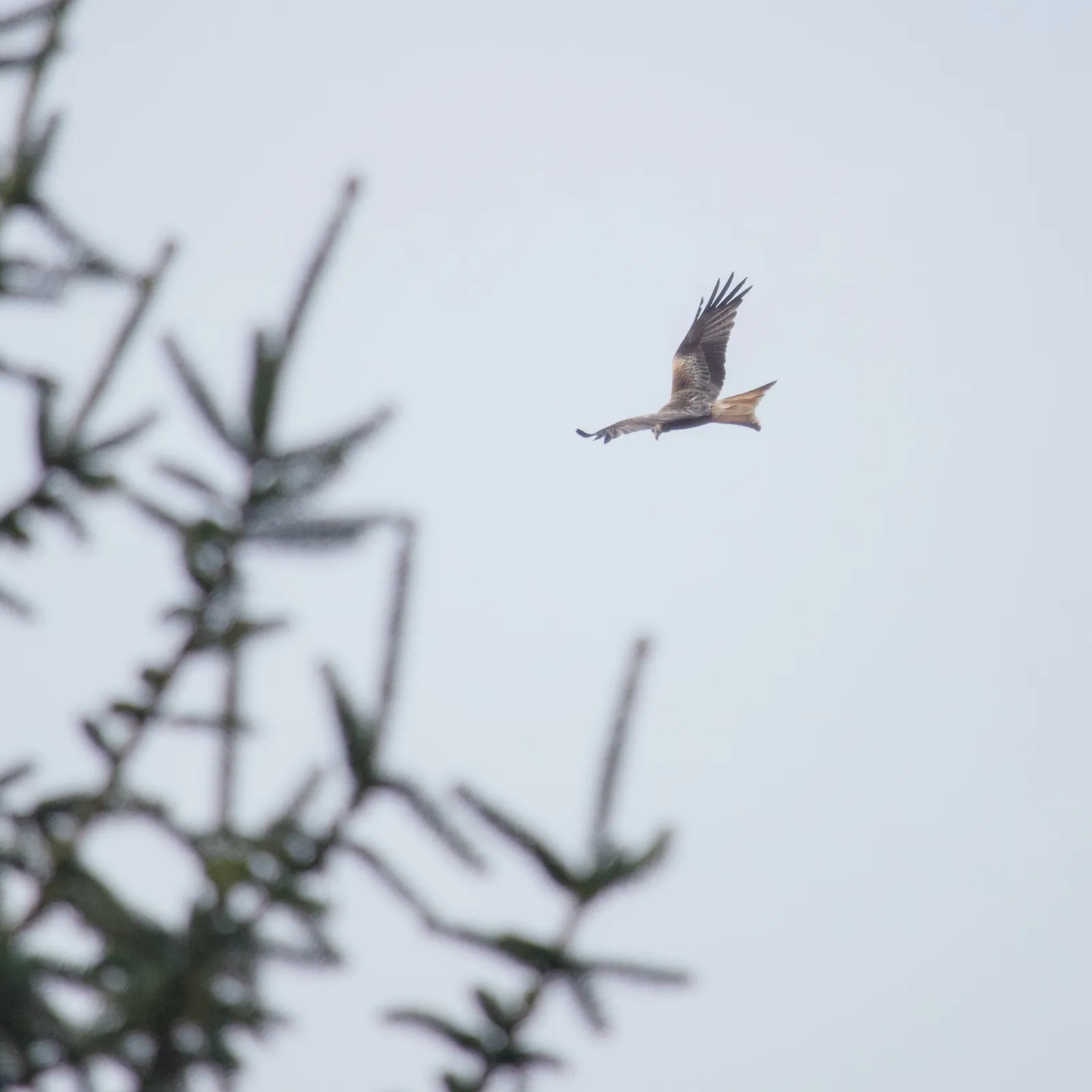 red kite