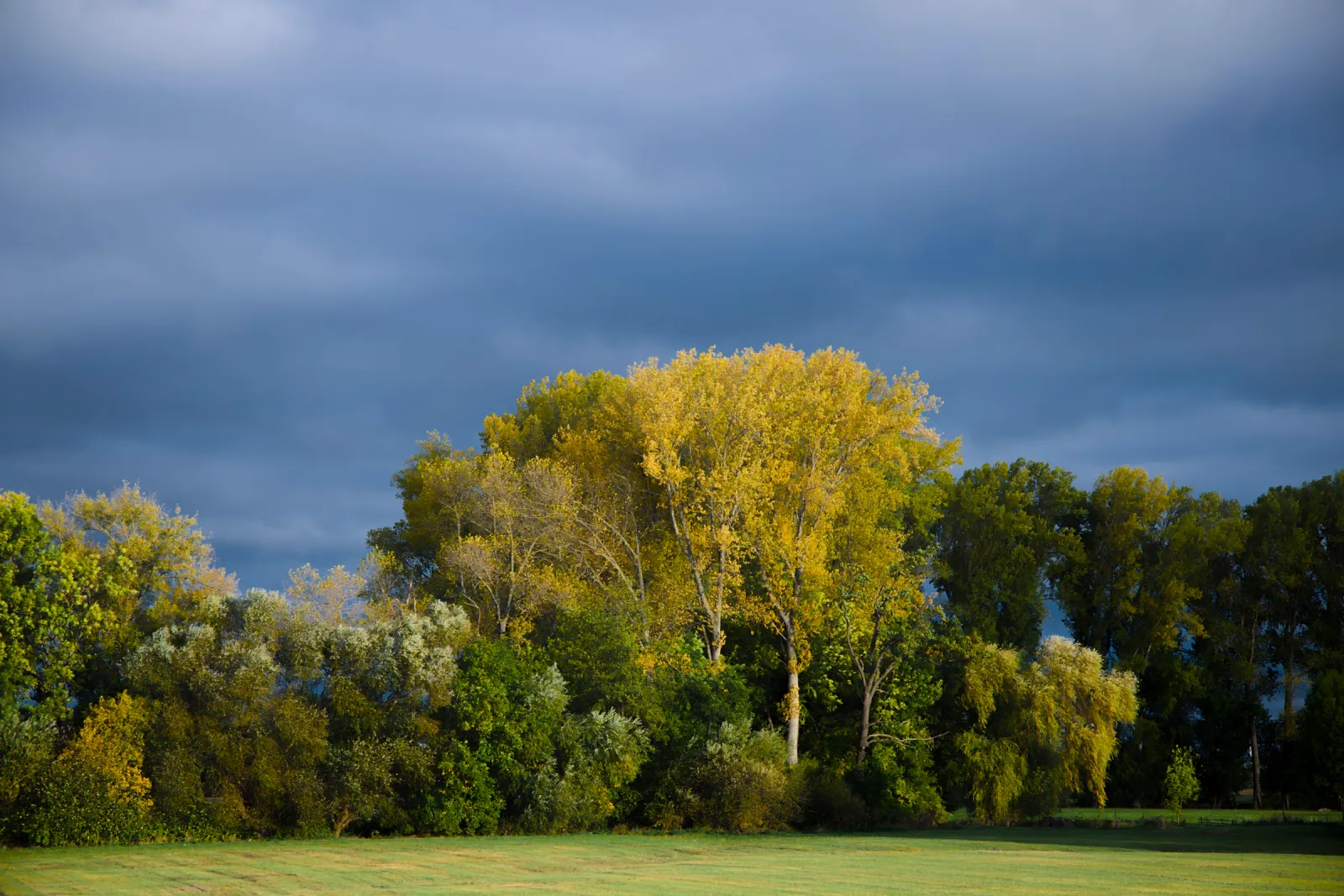 Autumn trees in sunlight under dark storm clouds