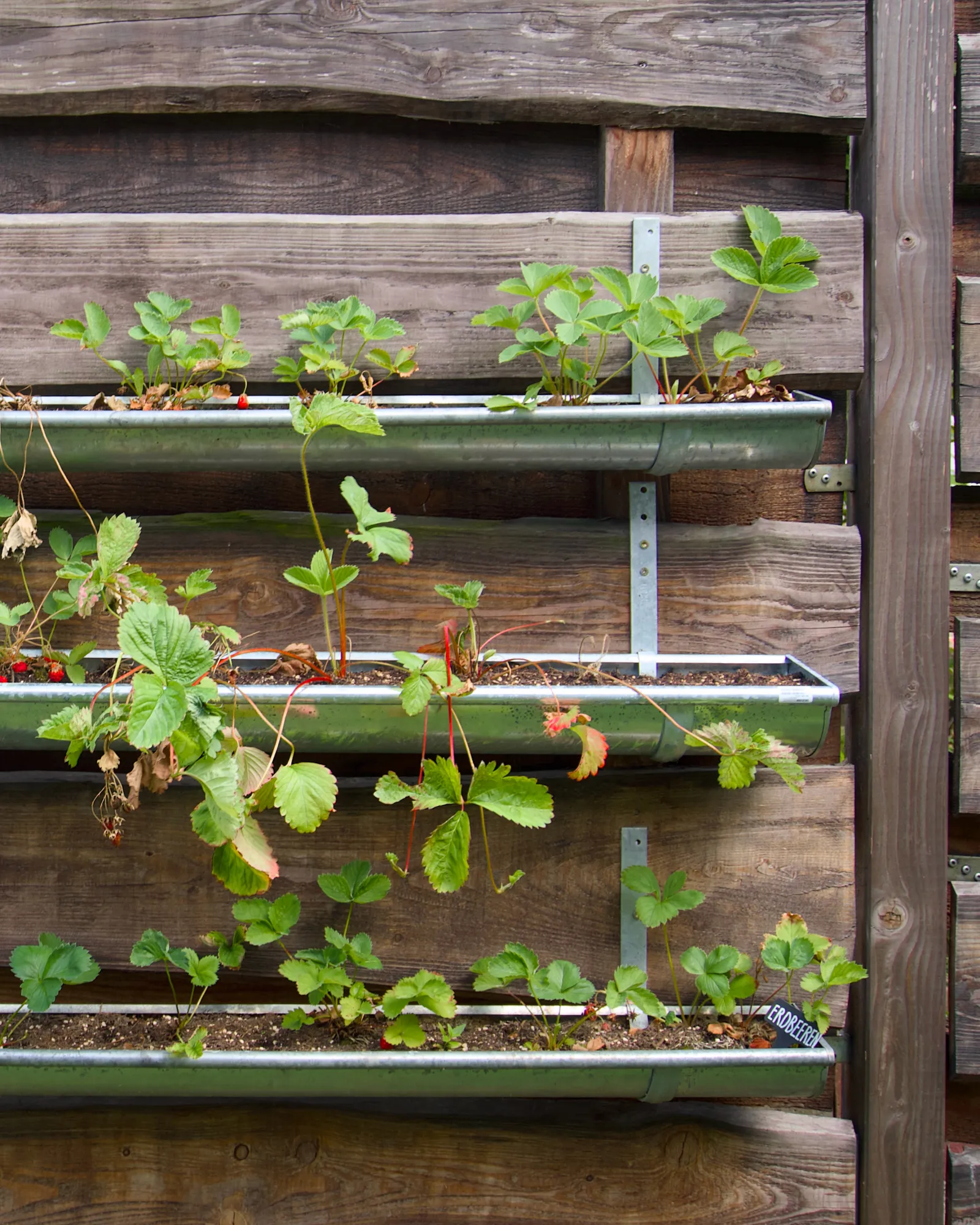 Vertical strawberry garden in gutters mounted on a wooden fence