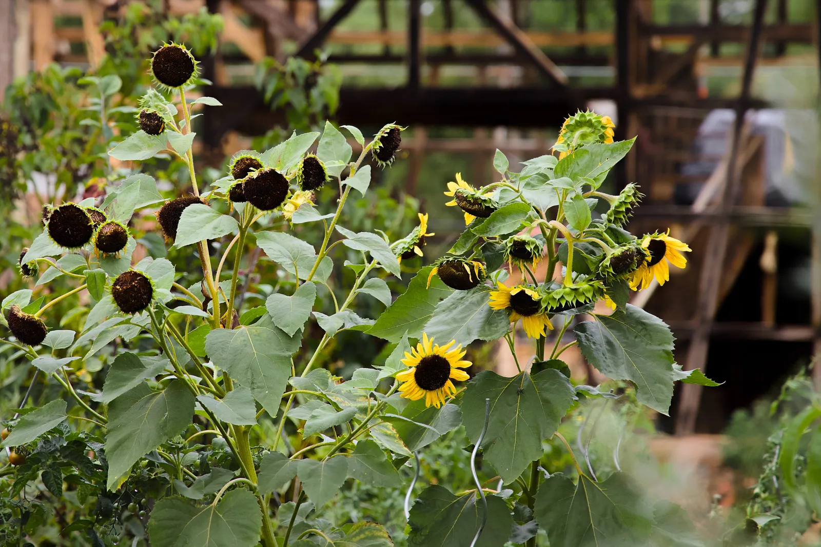 Sunflowers in a garden, most heads already spent, a few still in bloom