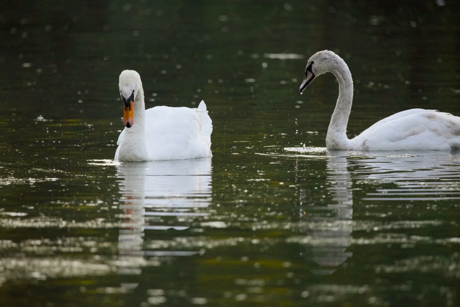 Two mute swans facing each other on a pond at dusk
