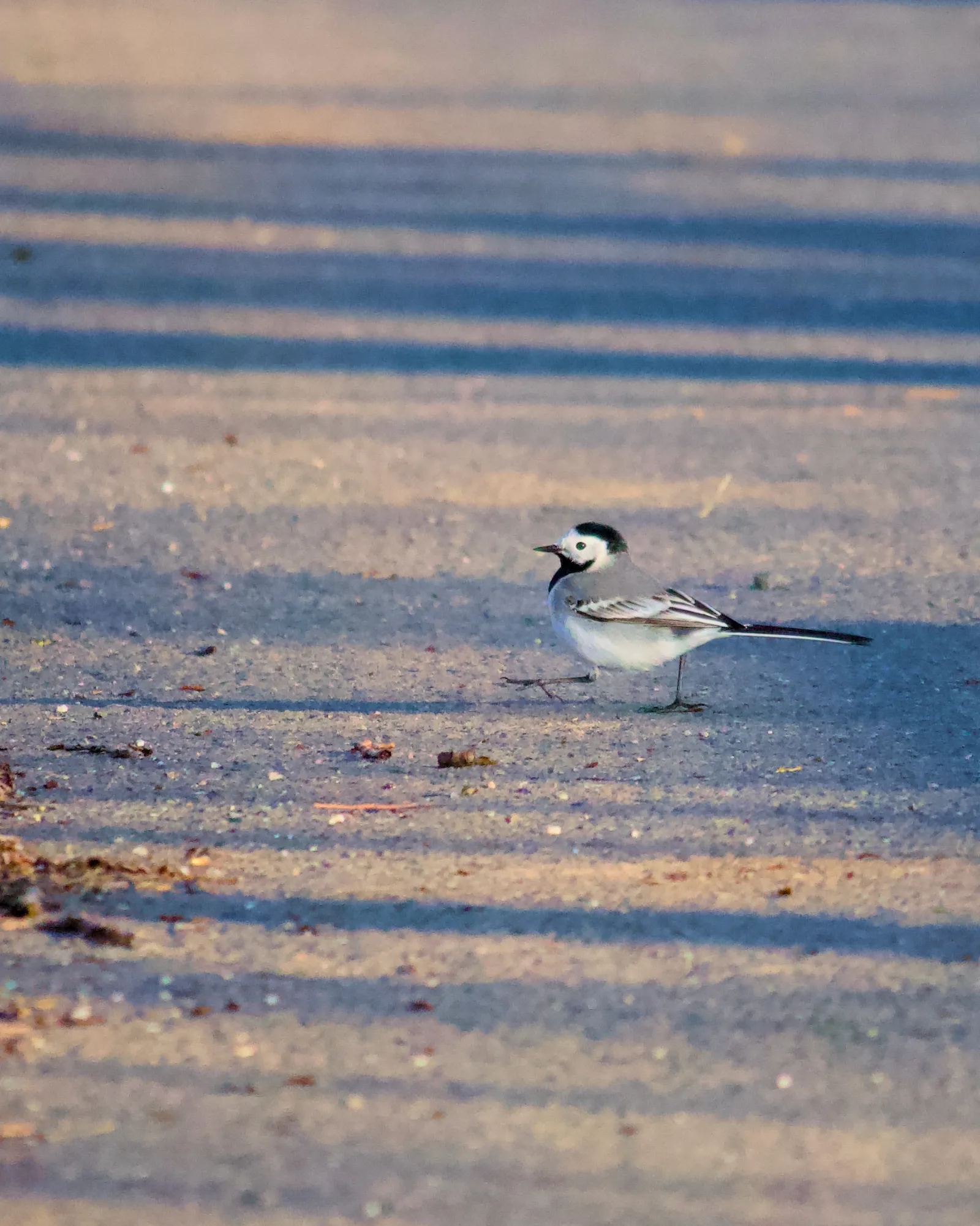 White wagtail on a path in morning light