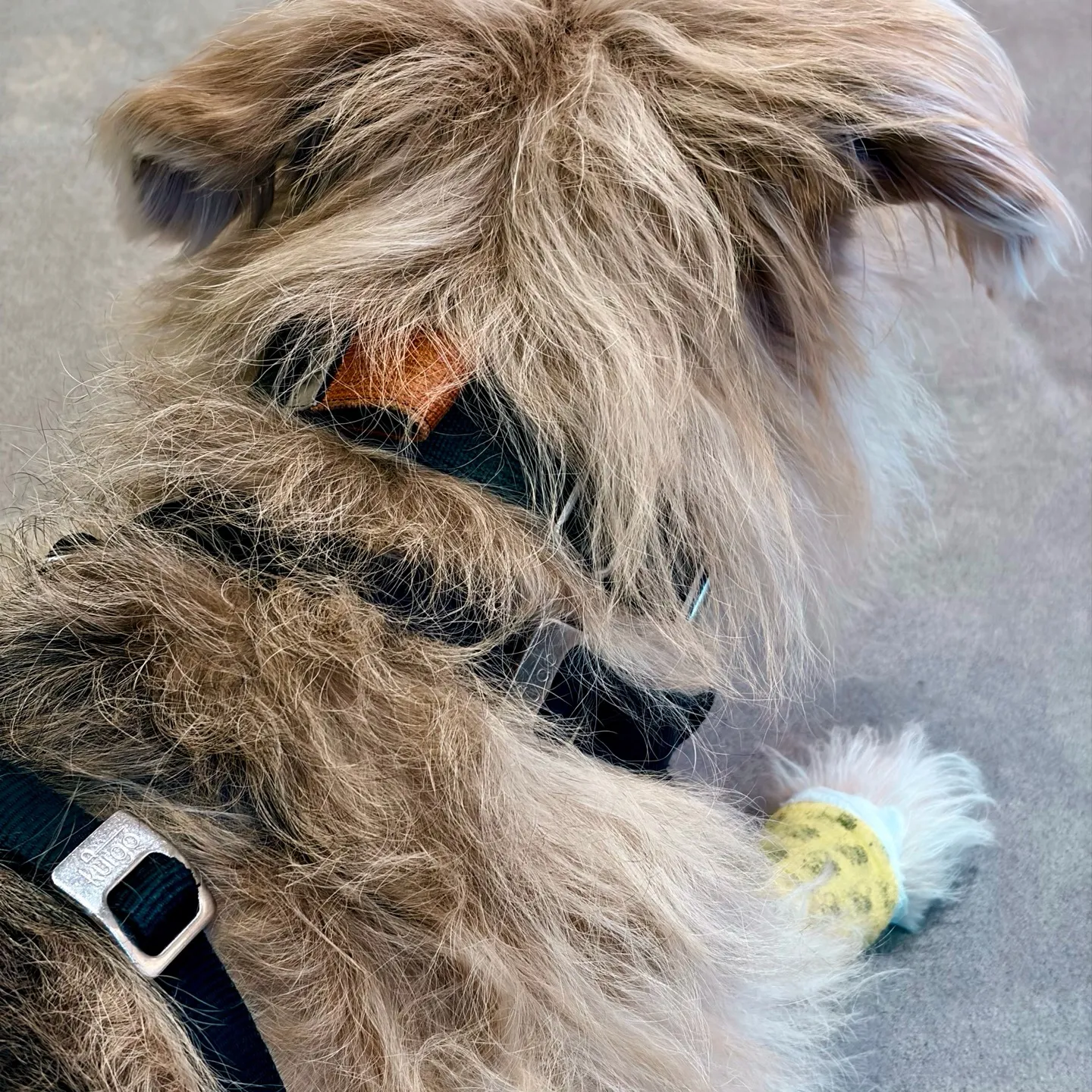 Aika the dog at the vet