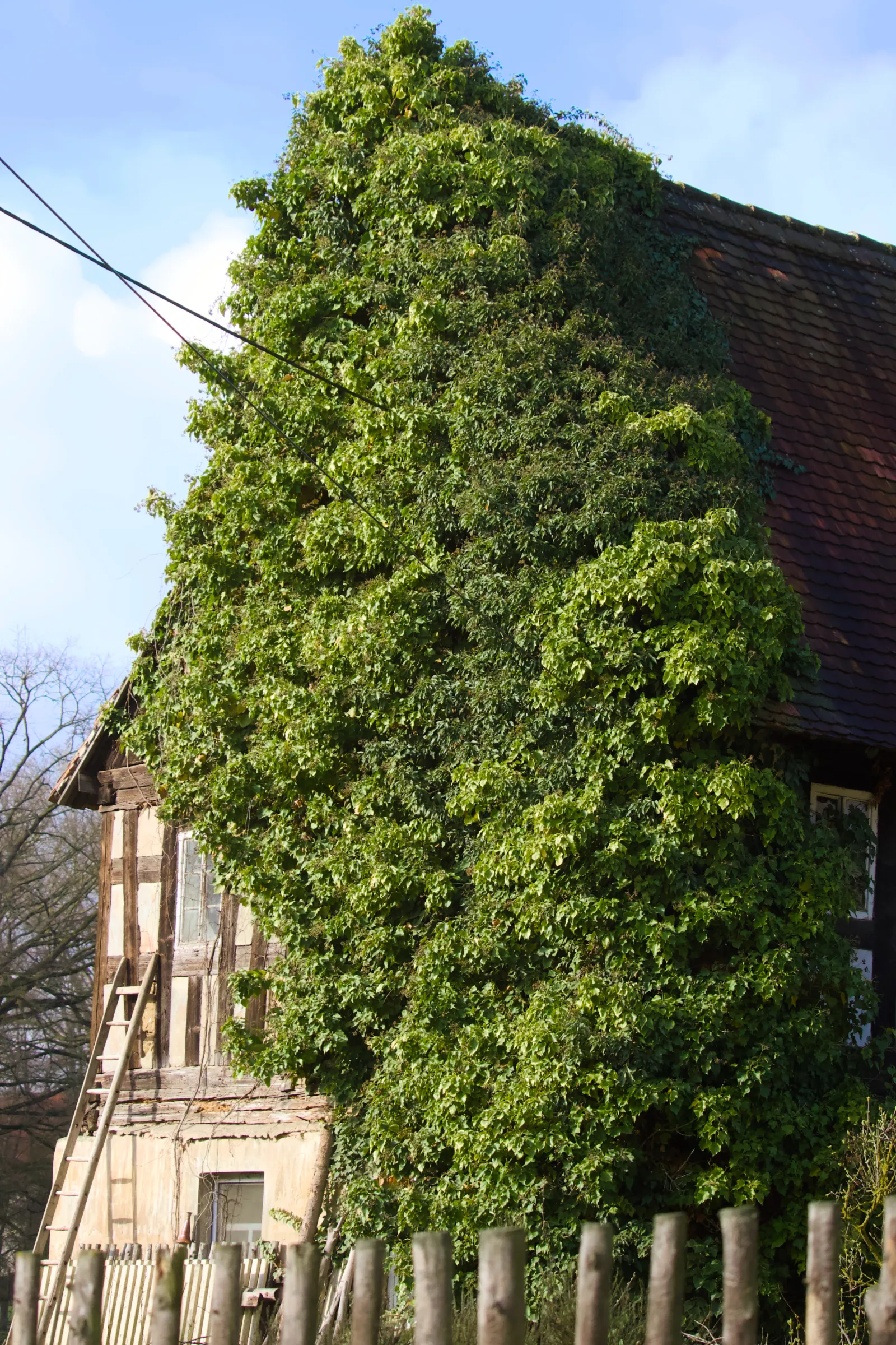 Old half-timbered house covered in ivy