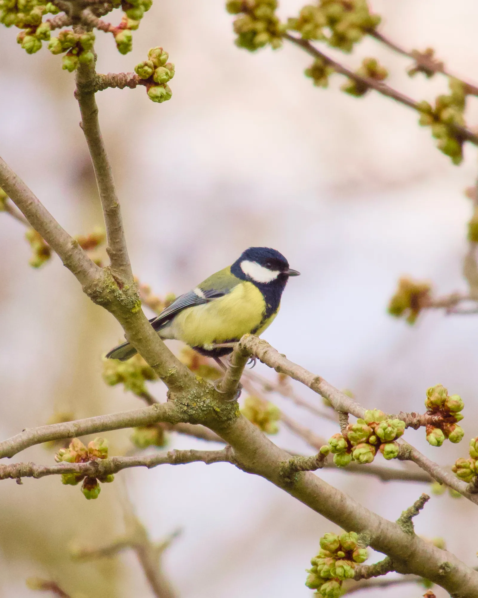 Great tit sitting on a branch with spring buds