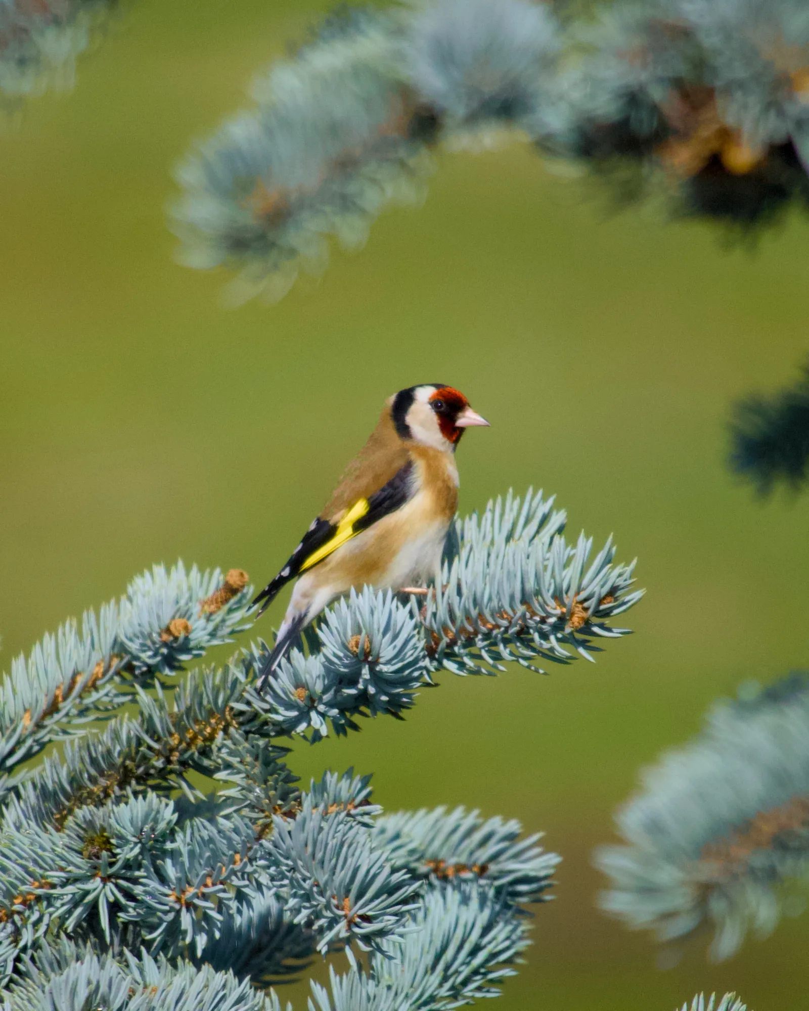 Goldfinch on a blue spruce branch