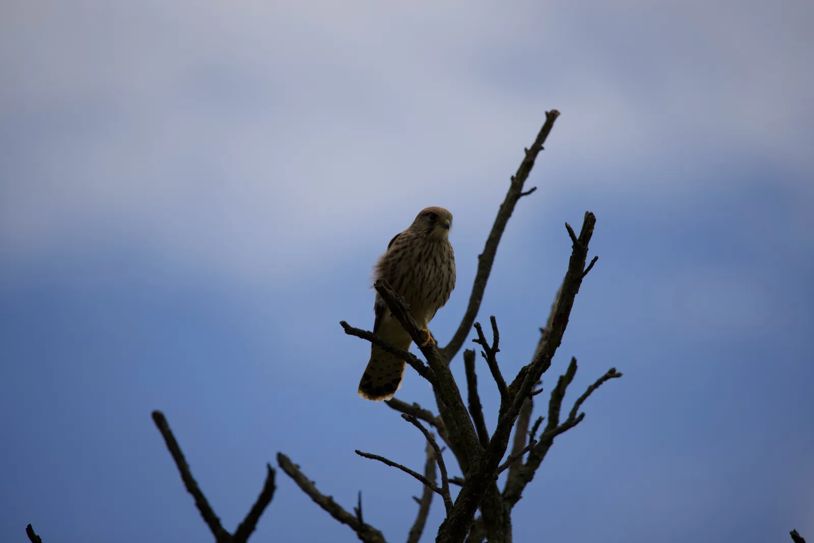 Unedited source frame of the kestrel, small in a dim overcast sky