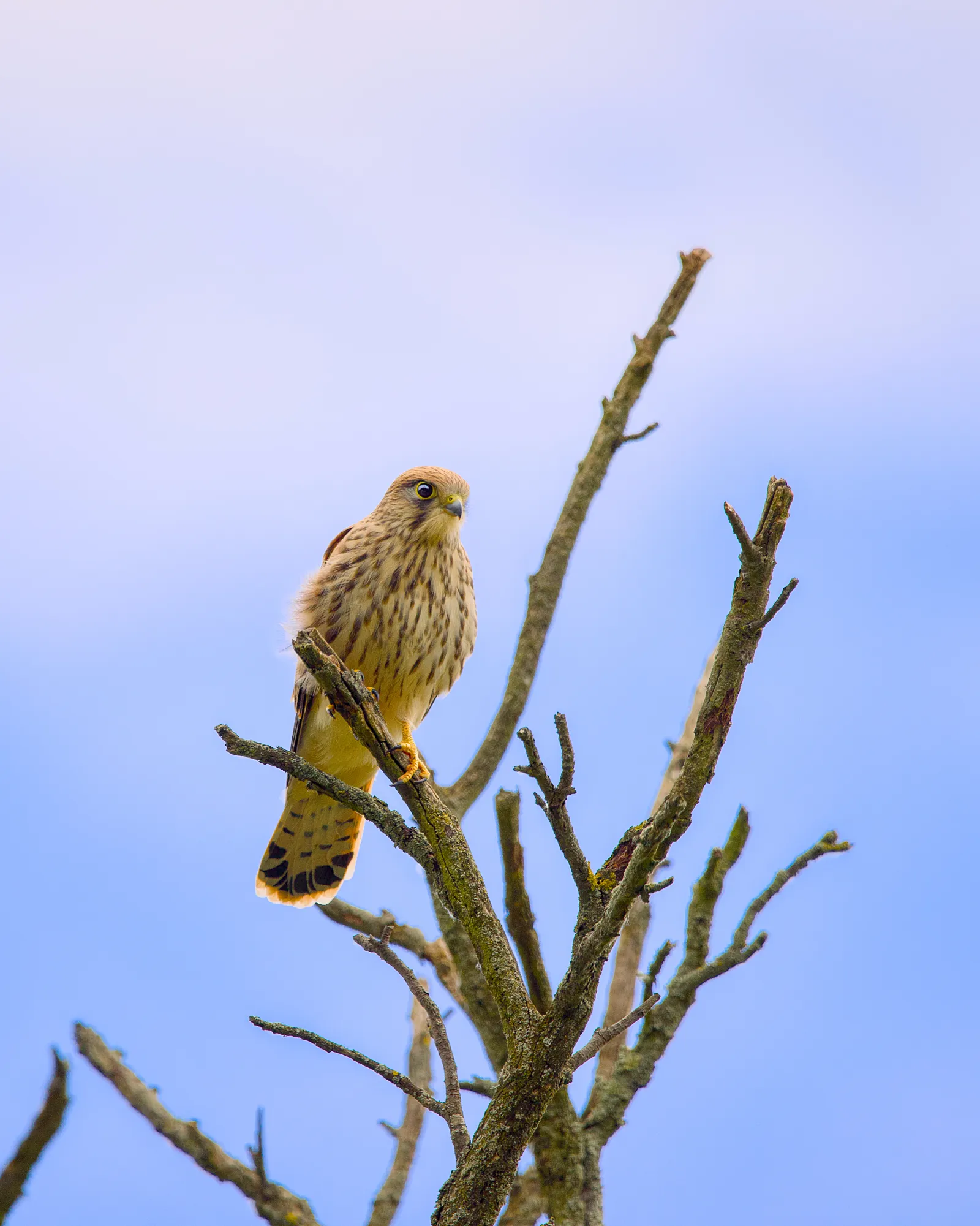 Common kestrel perched on a bare branch against a blue sky