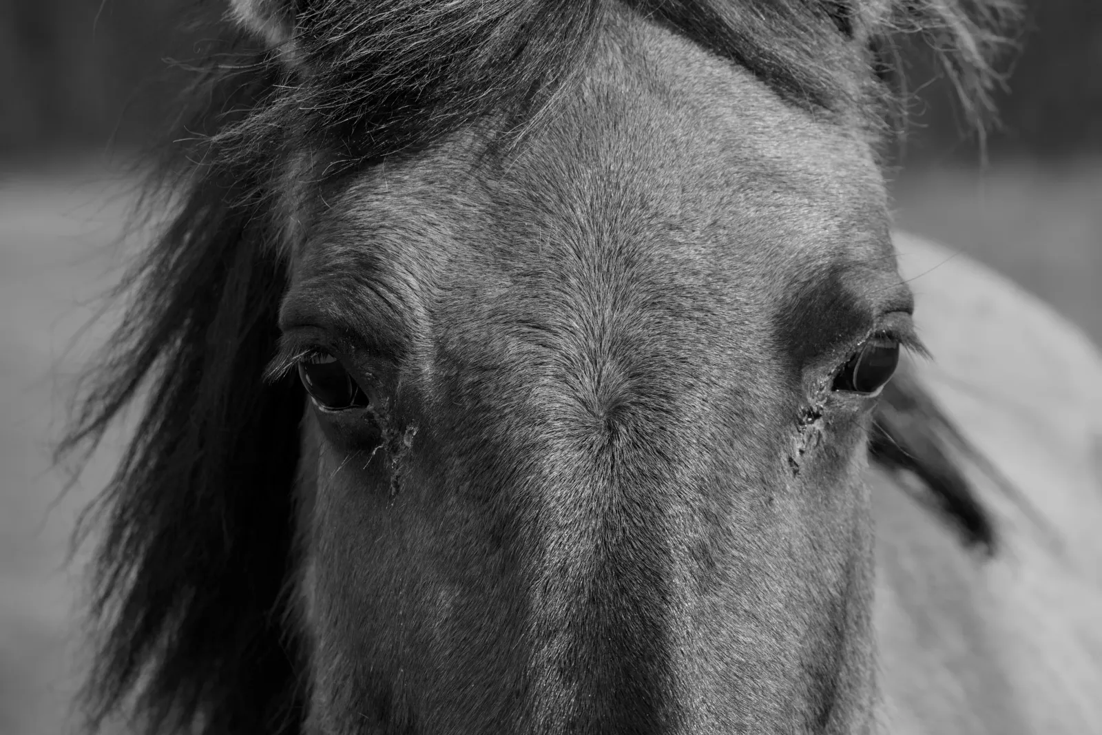 Wild horse close-up at Toten Täler