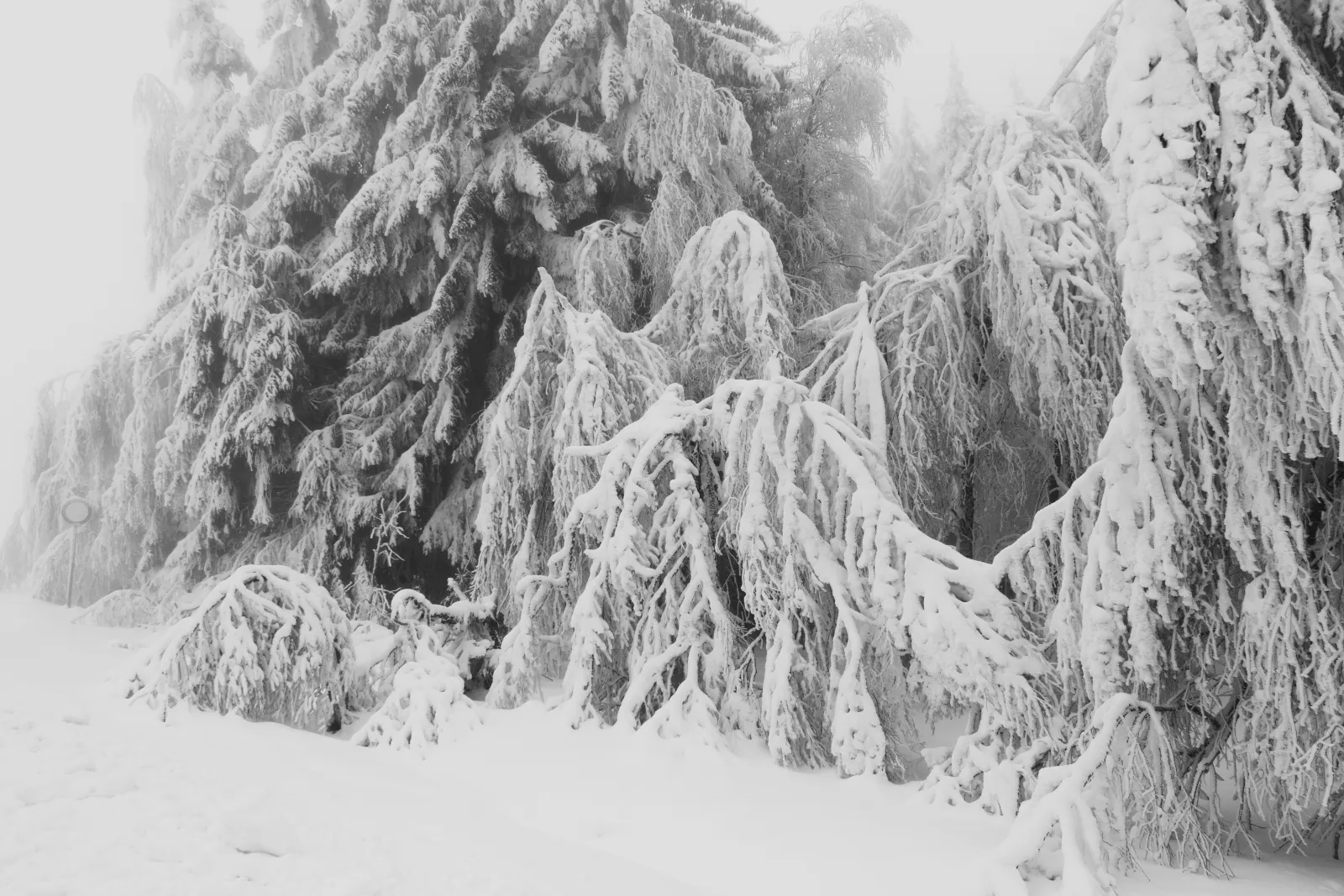 Winter nature scene