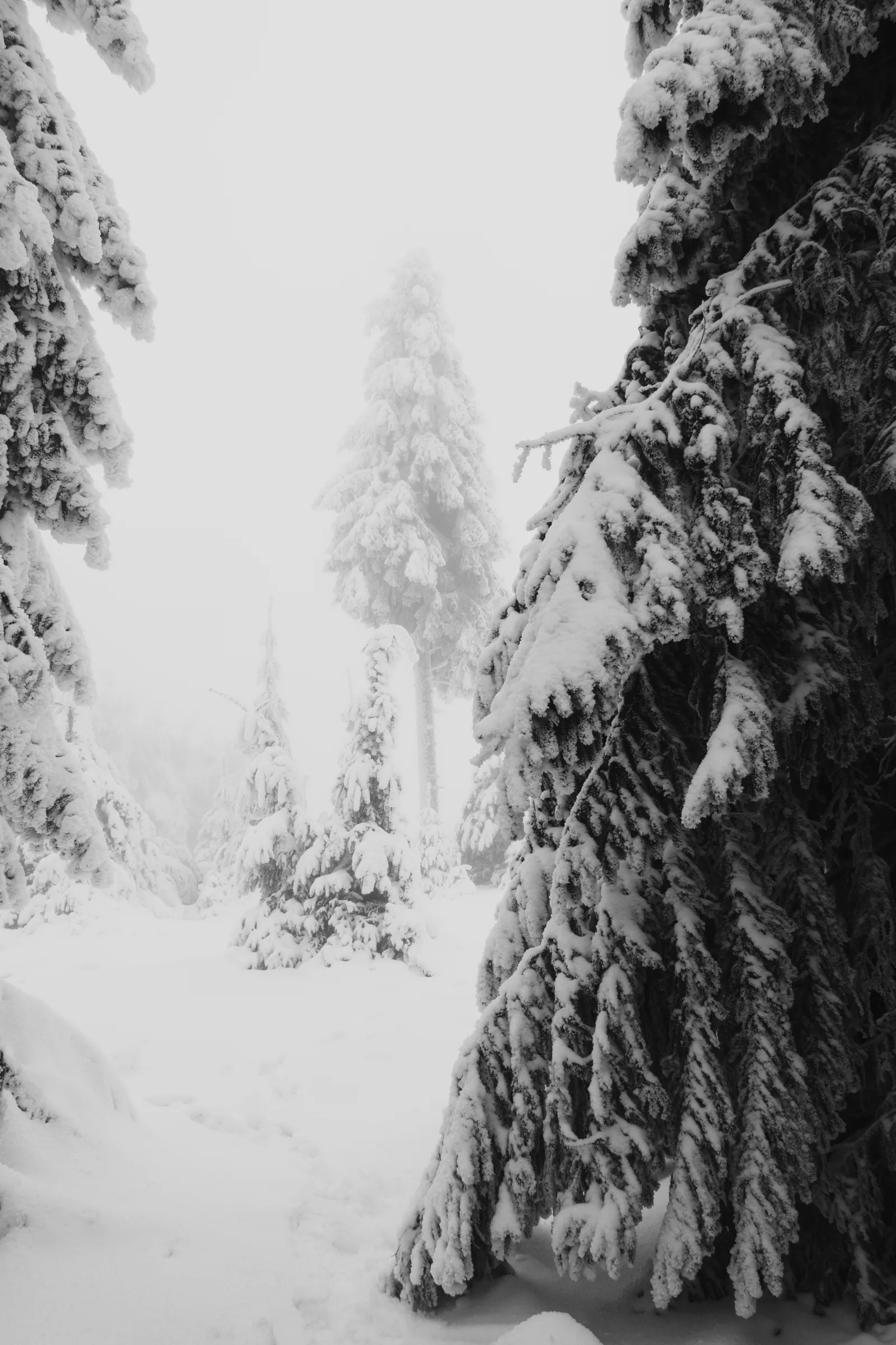 Nature scene