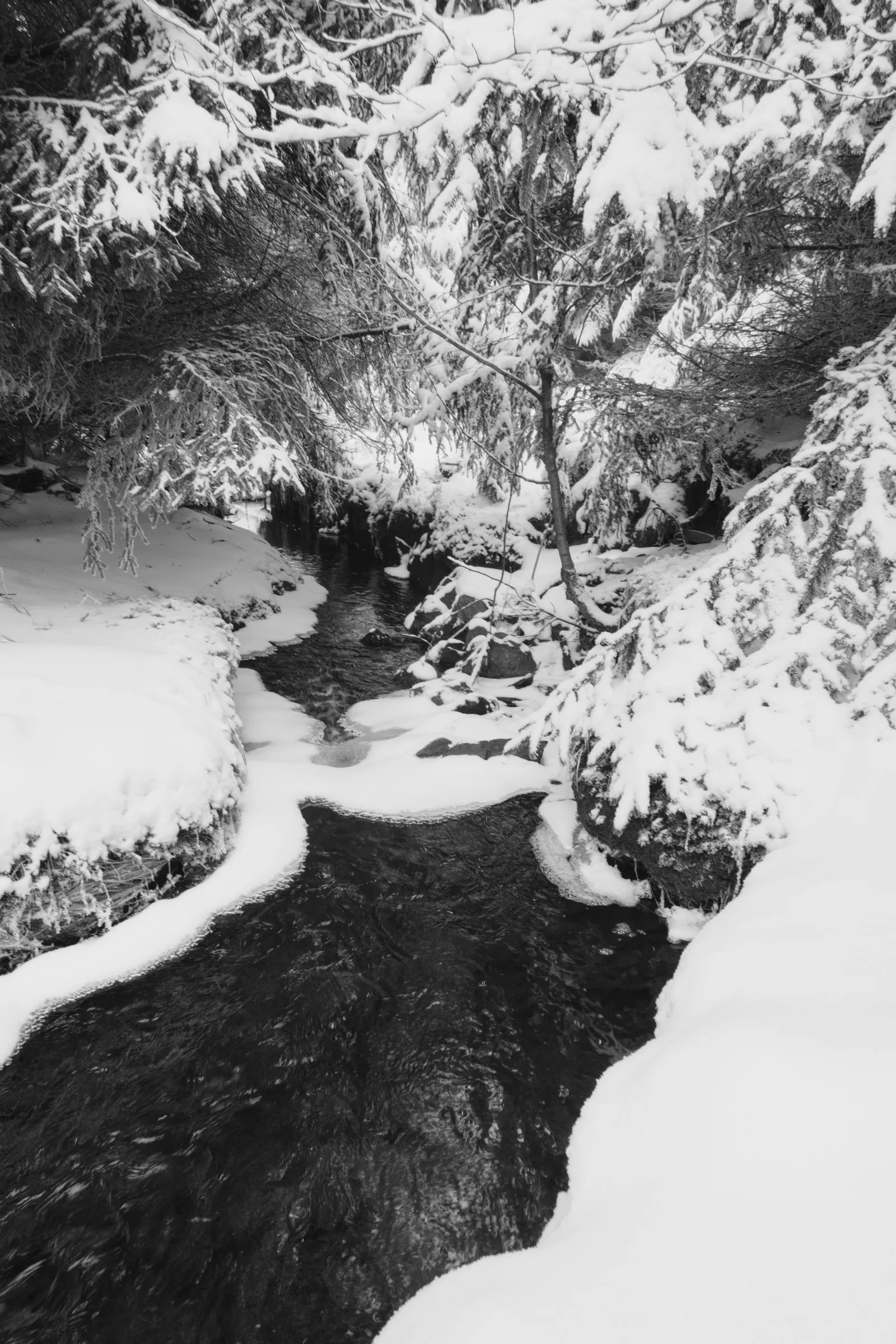 Winter forest