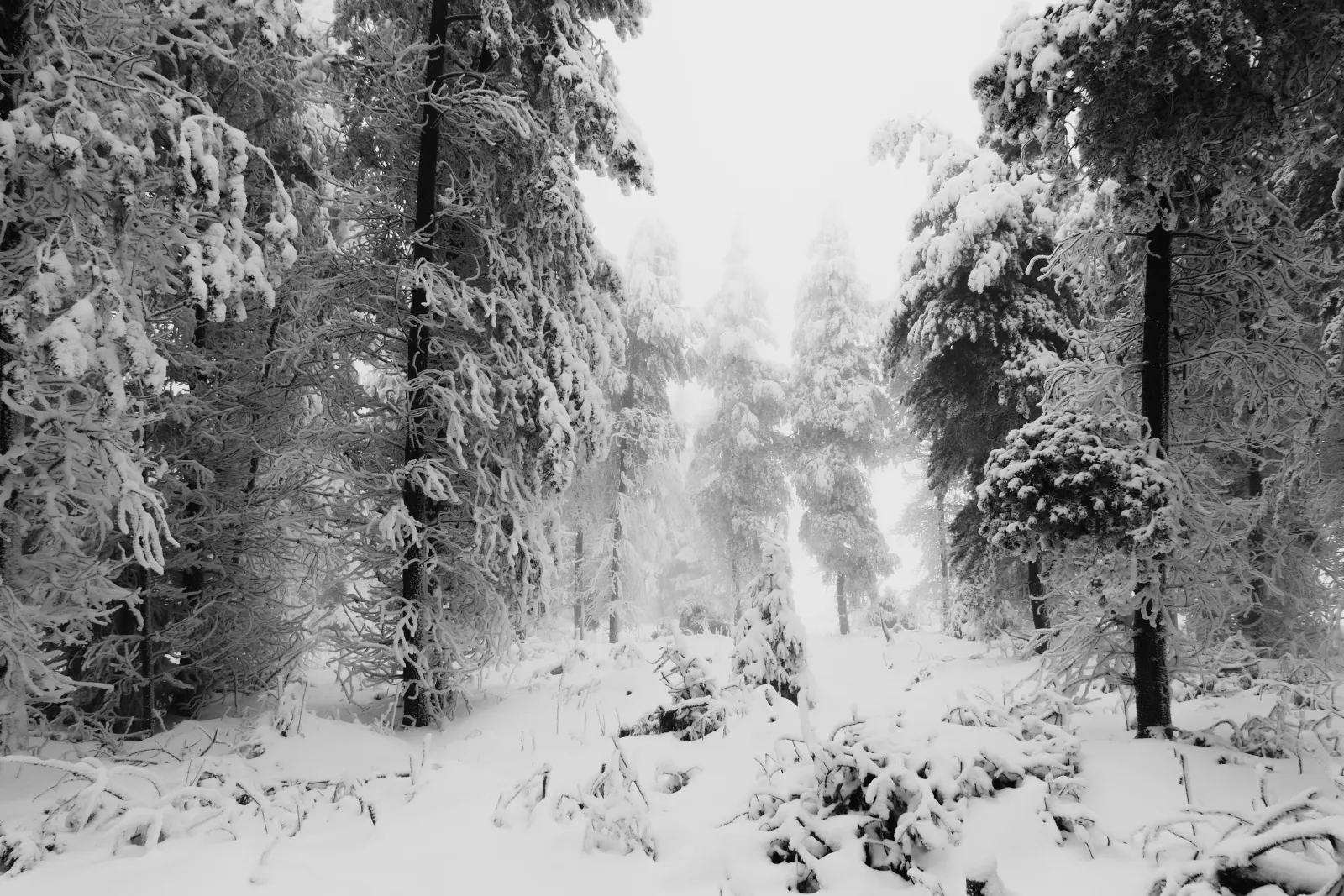 Winter landscape